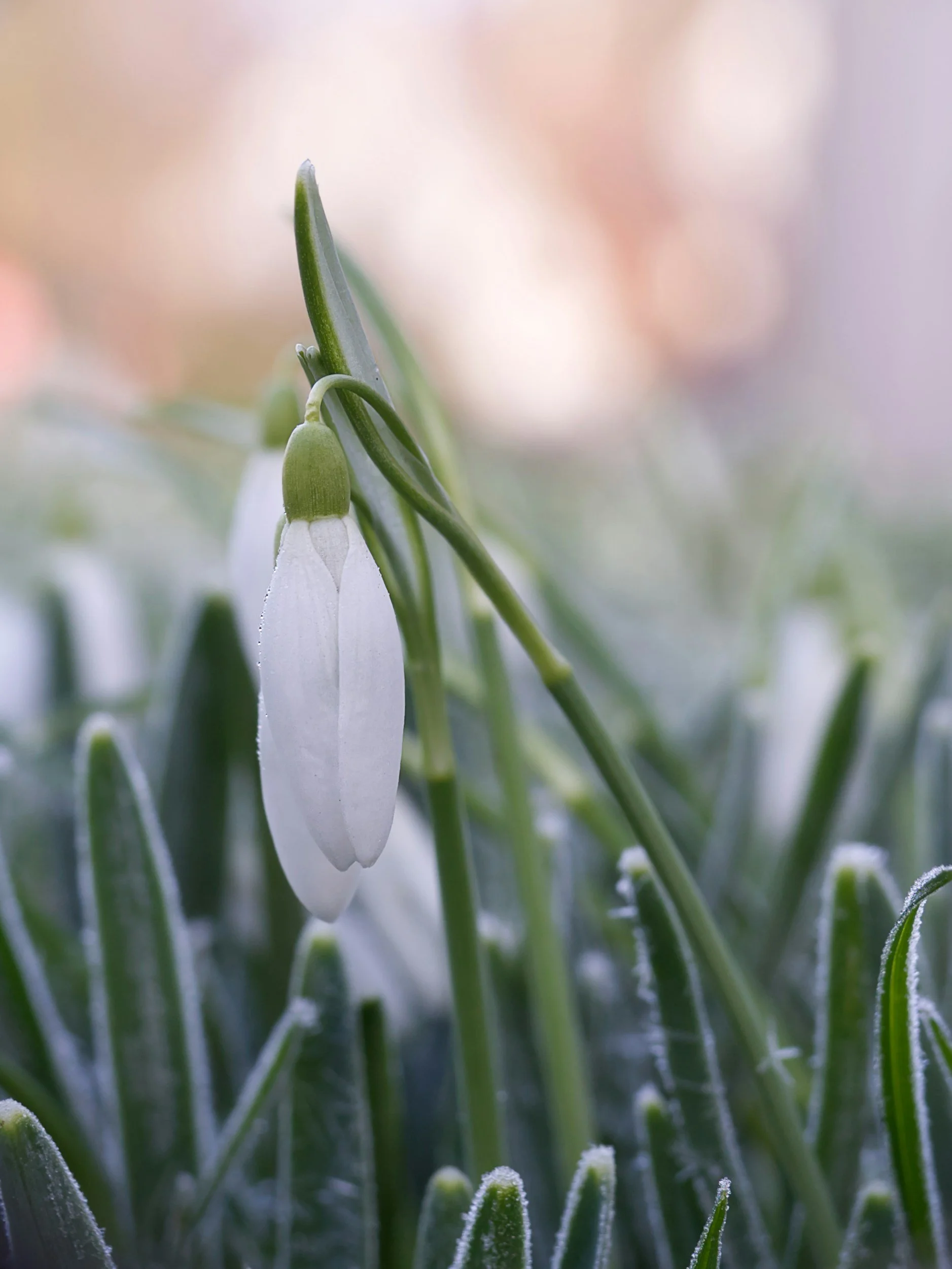 Close-up of snowdrop flowers with white petals and green stems in a natural setting.