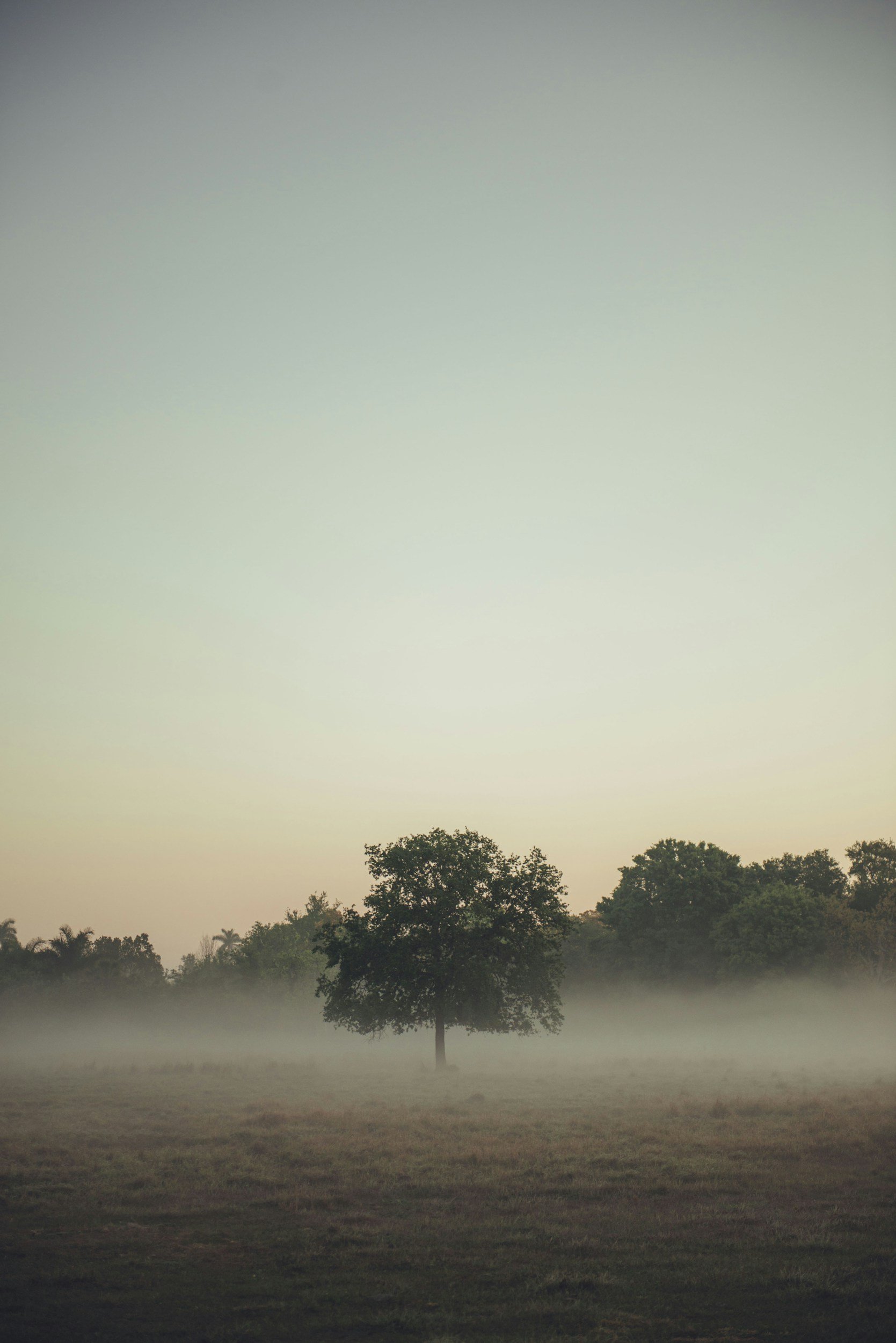A solitary tree in a foggy field during dawn or dusk with a pastel sky.