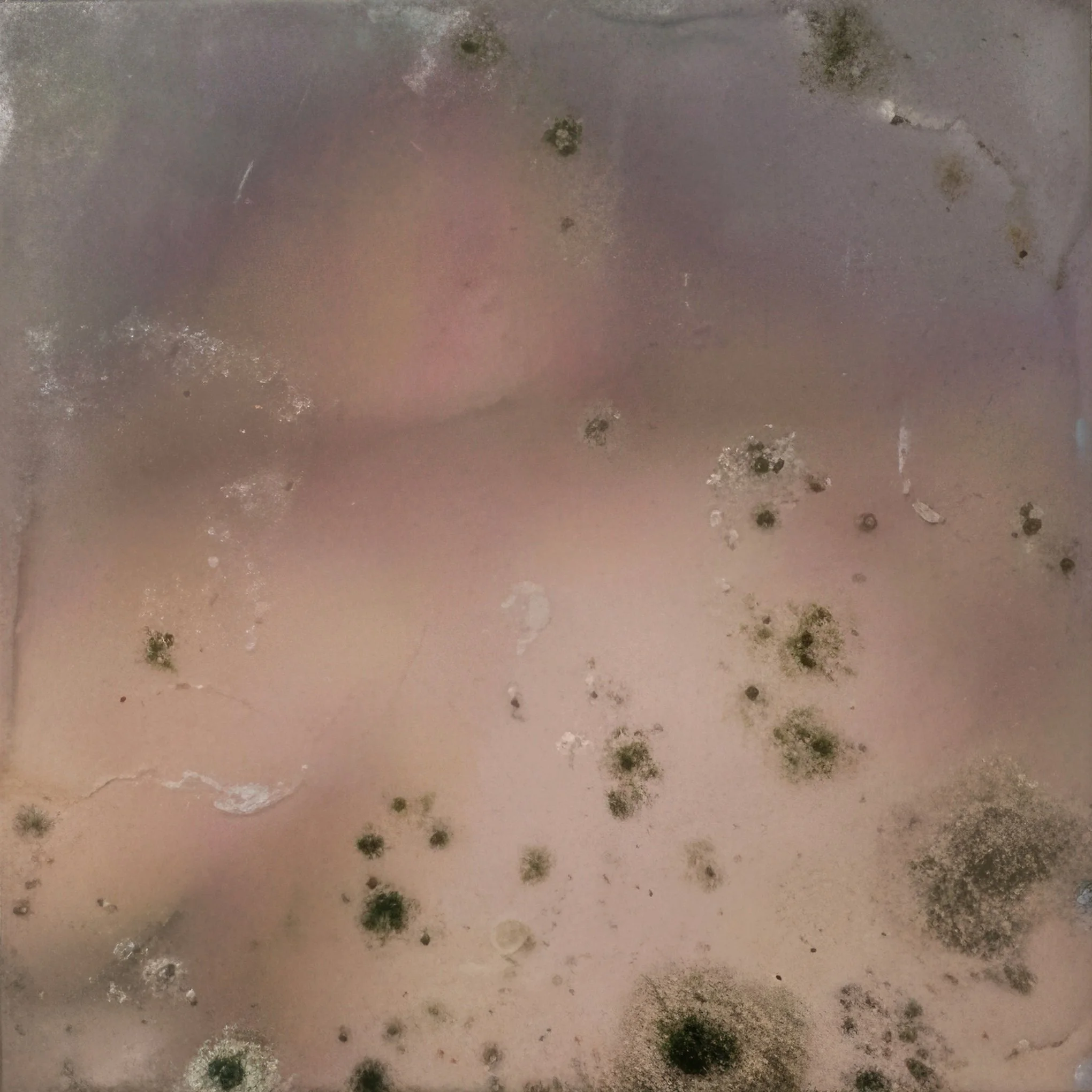 The Mold That Generates Me / La moisissure qui me génère