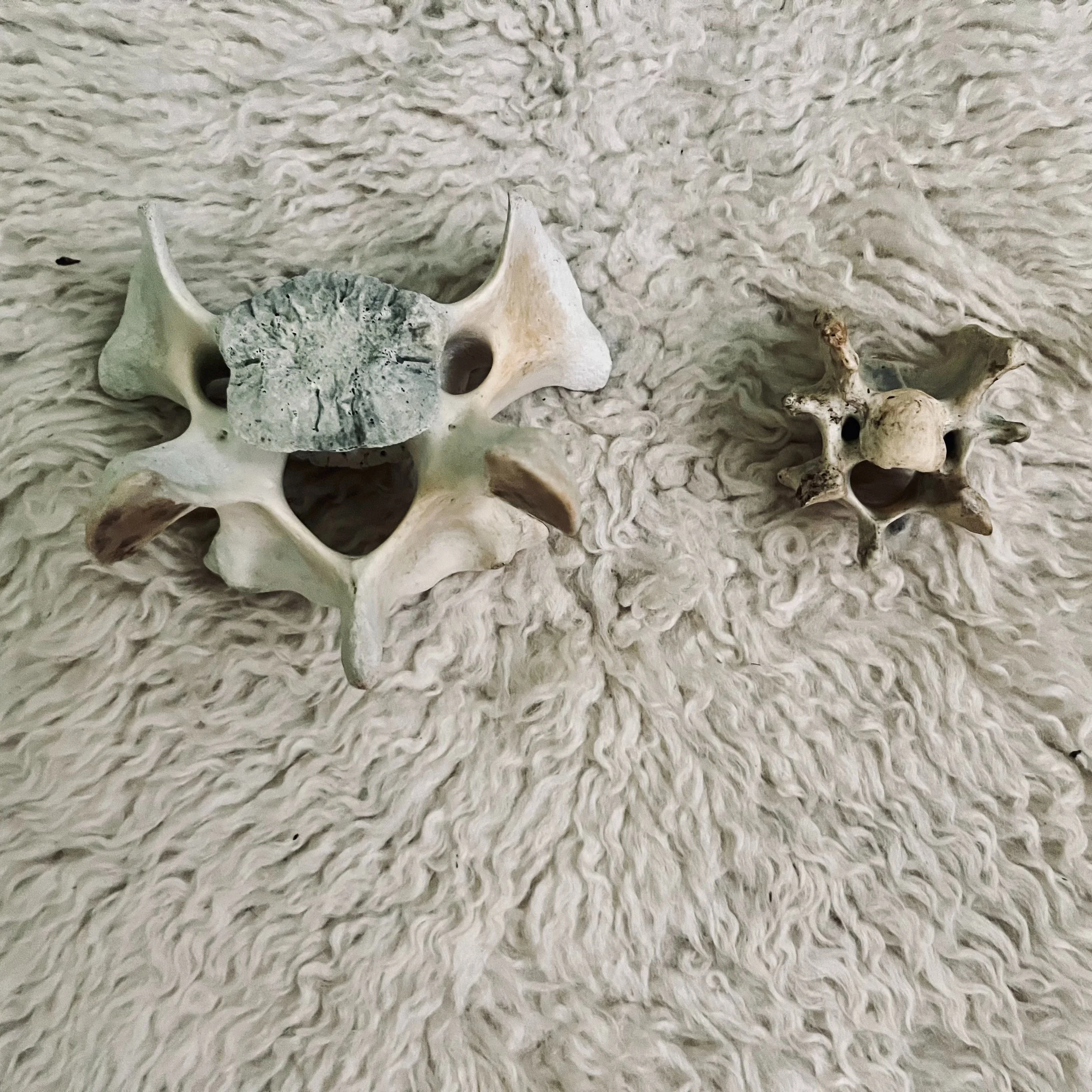 Most vertebrae look like smiley faces.

I didn't know that until recent years, and when I then found these two vertebrae on separate boat trips&mdash;one from a sea lion, one from a goat, I can't ever not see it.

Beneath all our stories, all our str