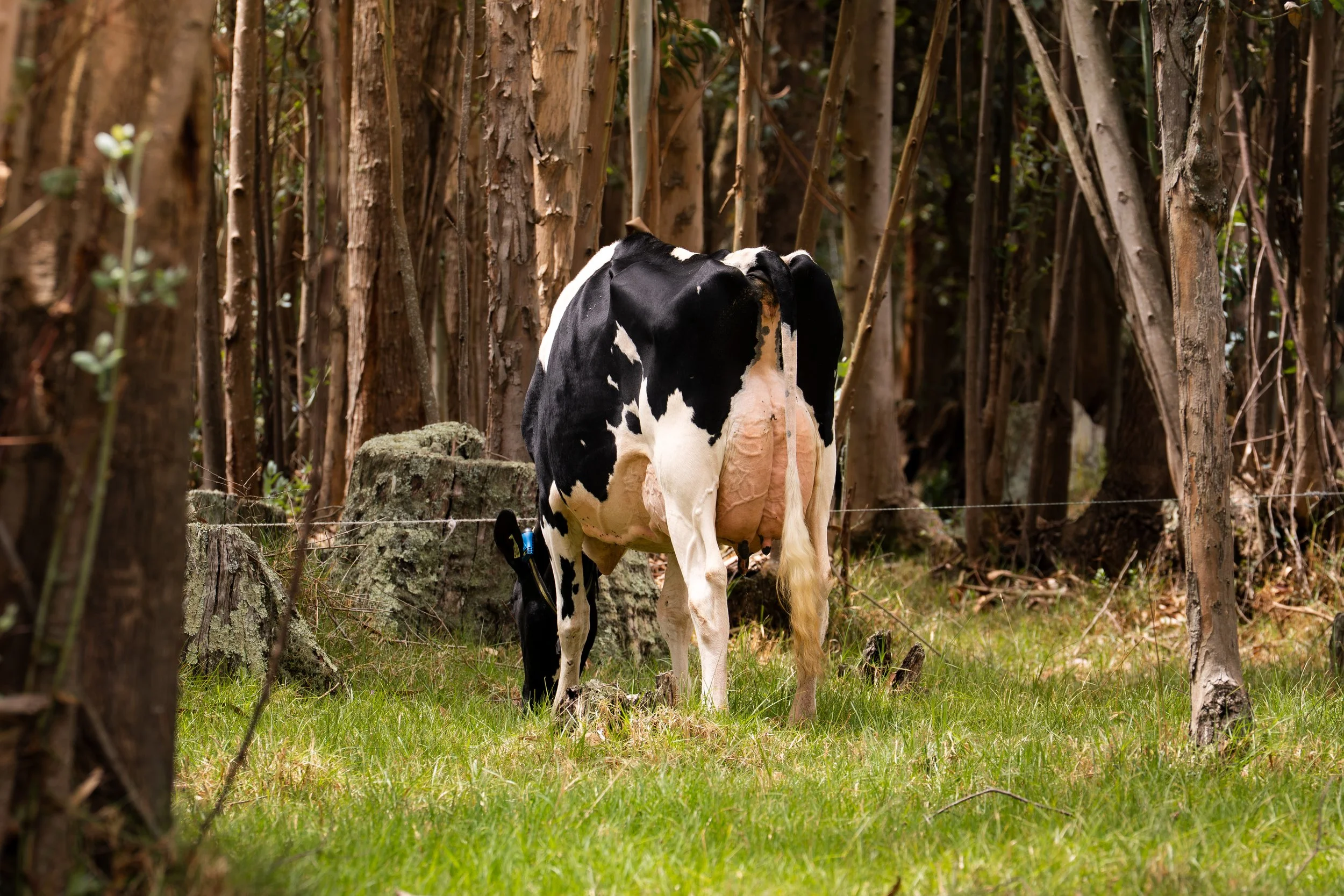 Black-and-white dairy cow standing in a wooded pasture behind a wire fence