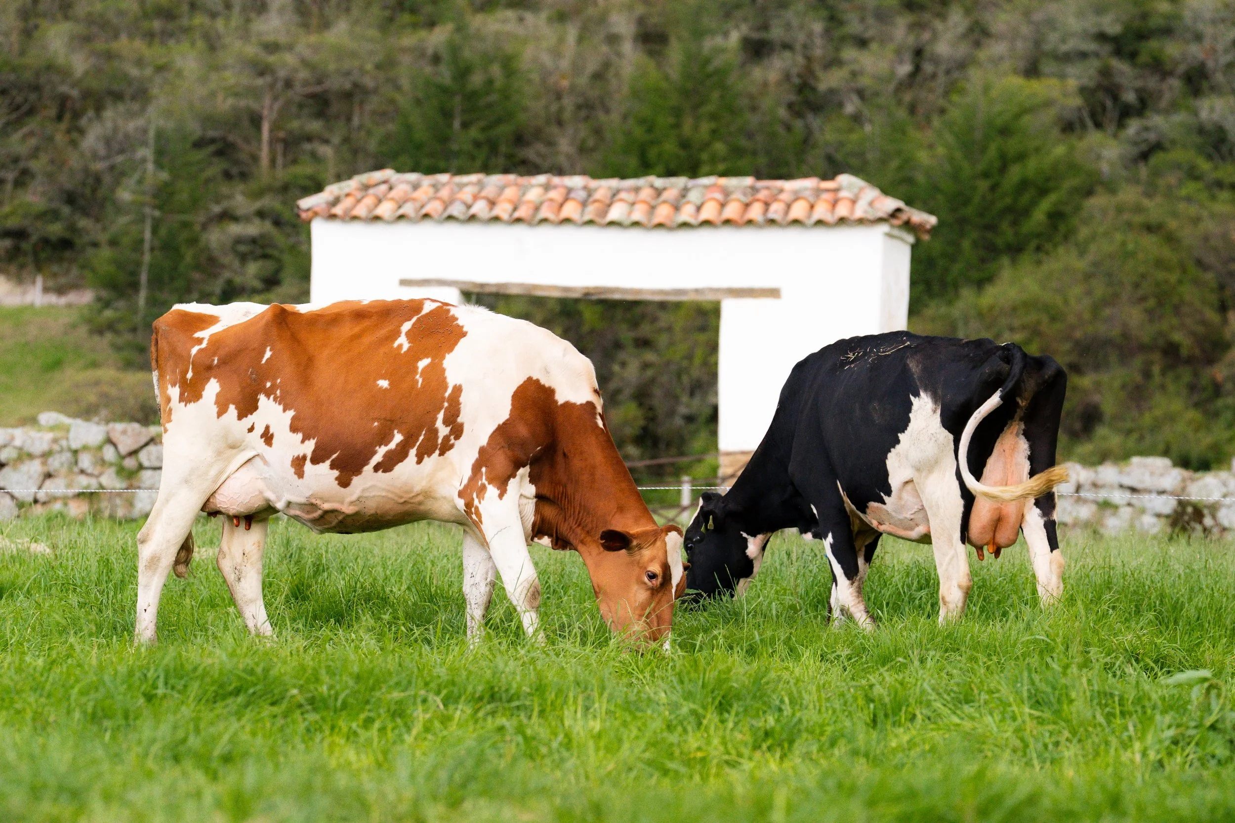 Brown-and-white and black-and-white cows grazing in a green pasture beside a white farm building.