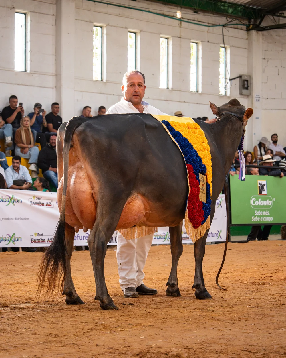 Hombre llevando un toro decorado en una pista de exposición ganadera