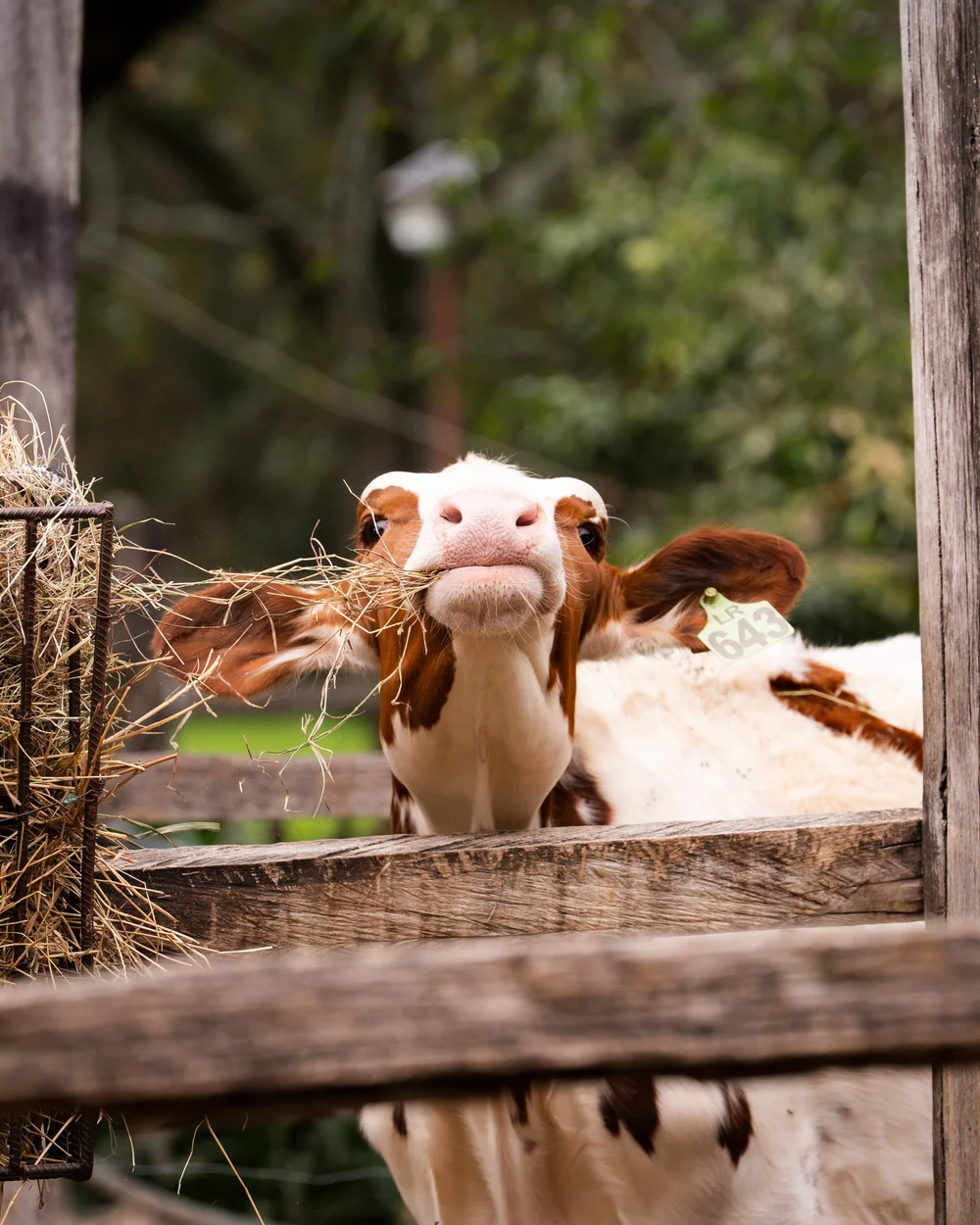 Vacas mirando por encima de una cerca de madera junto a un comedero de heno