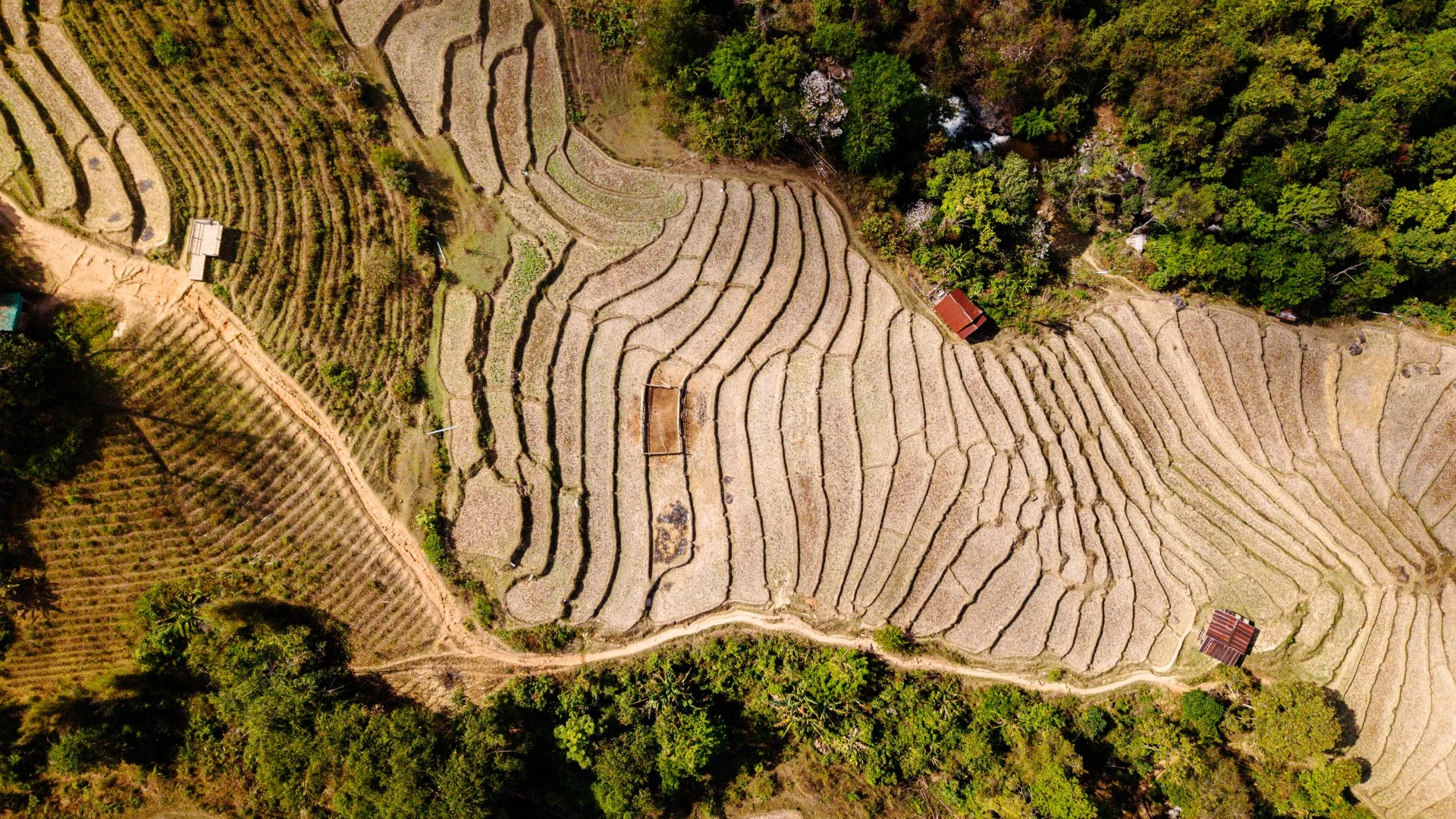 Top-down shot of a rice field in Doi Inthanon National Park, Thailand.