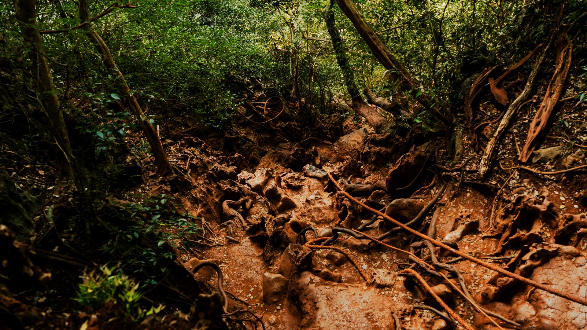 Ropes marking the trailhead to Emerald Lagoon in Railay