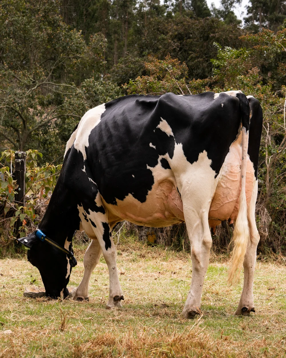 Vaca Holstein pastando junto a un bosque