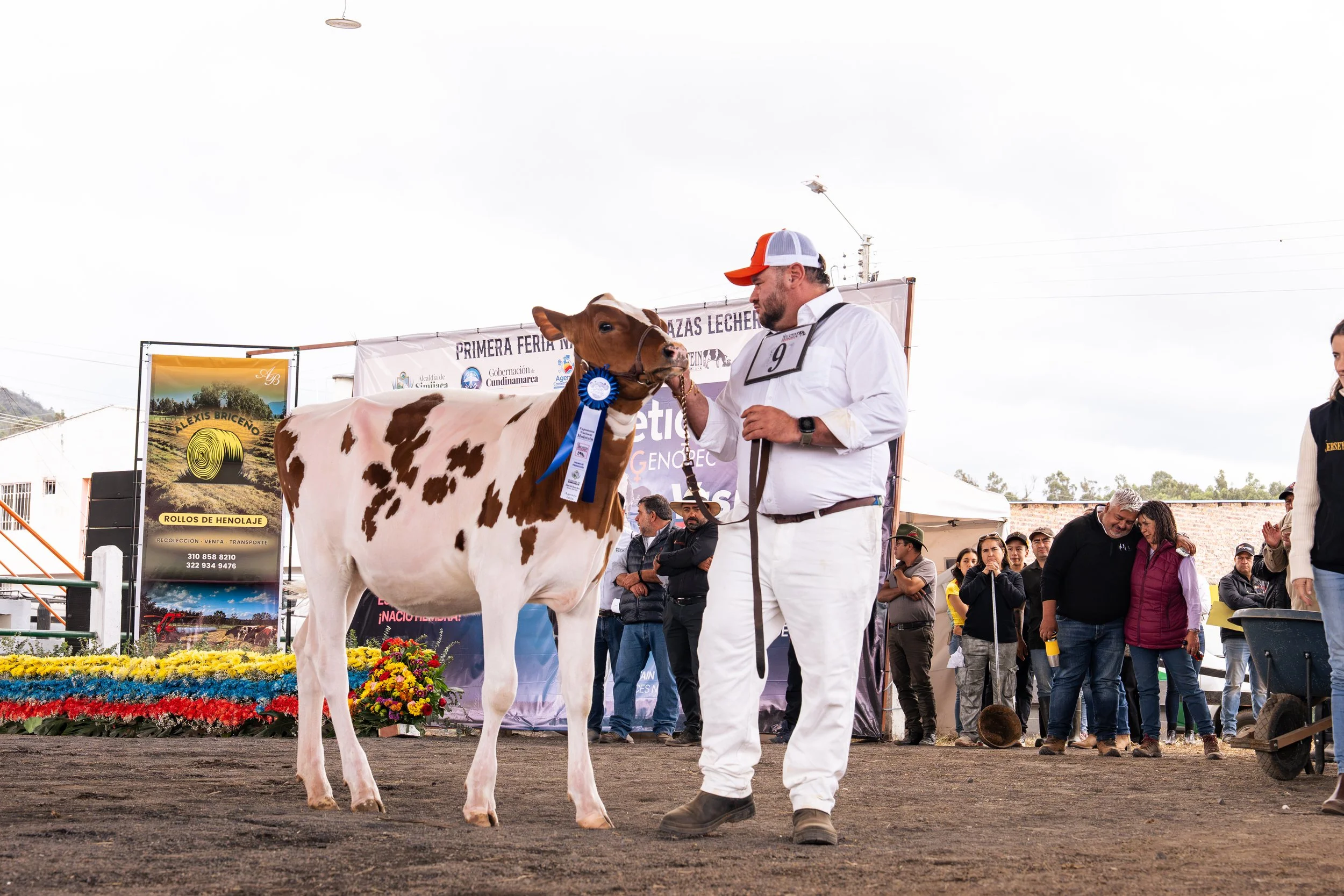 Prize-winning Holstein cow wearing a blue ribbon beside its handler at a livestock show, with spectators and event banners in the background.
