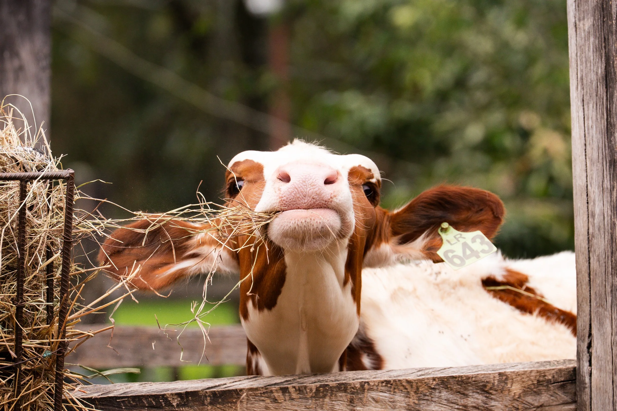 Brown-and-white cow peeking over a wooden fence beside a hay feeder