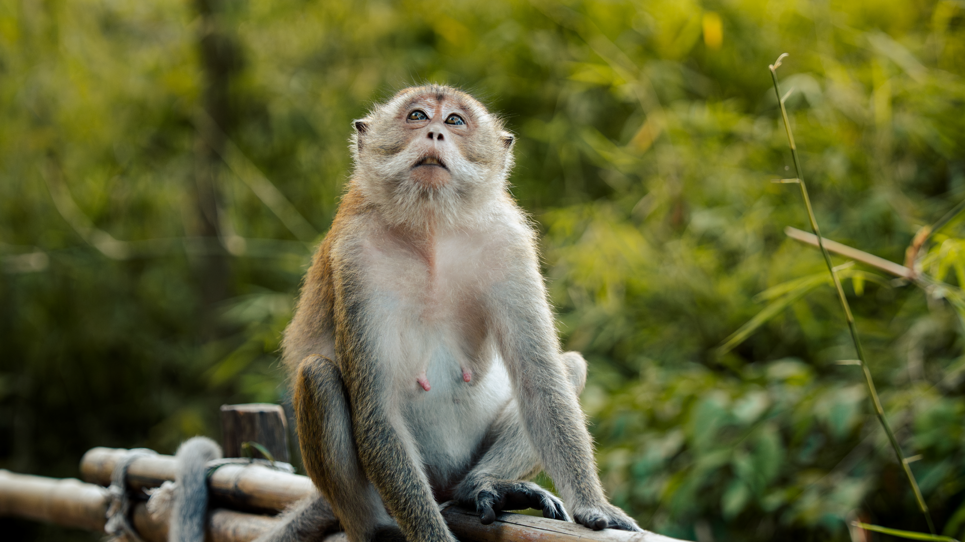 Wild macaque monkeys along the Monkey Trail hiking path in Ao Nang, Thailand.