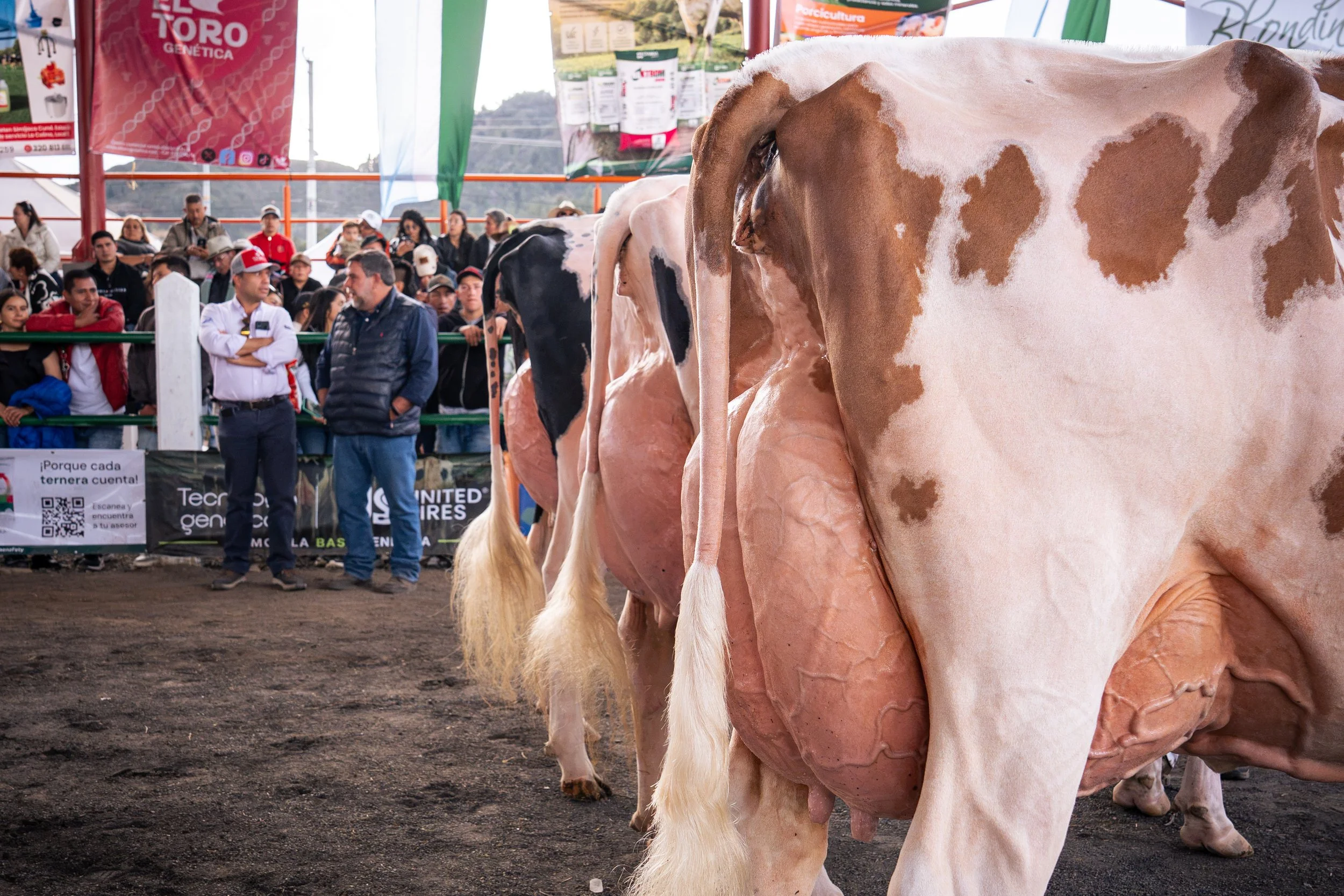 Brown-and-white cattle displayed at a livestock show with spectators and agricultural banners