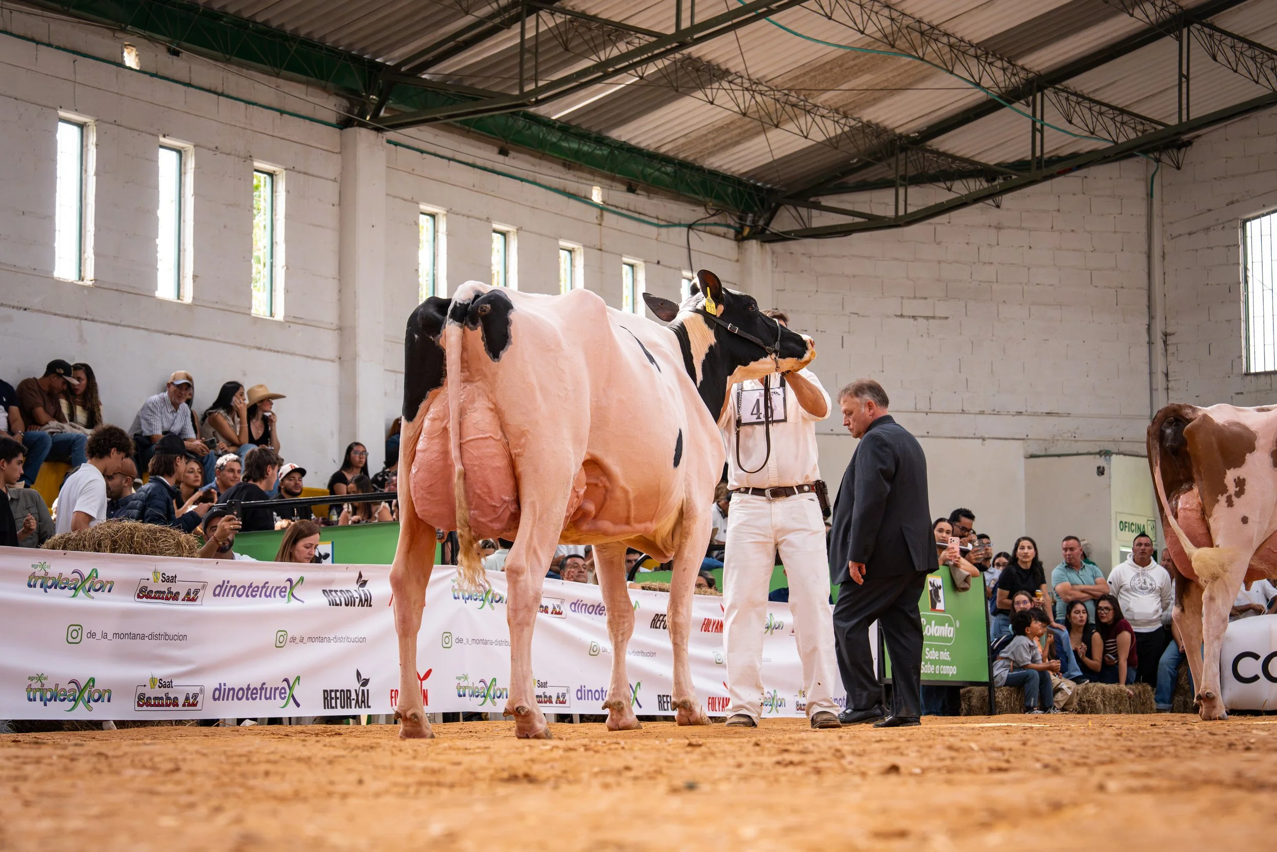 Holstein cow being presented by a handler at an indoor livestock show, with spectators and another cow in the arena.