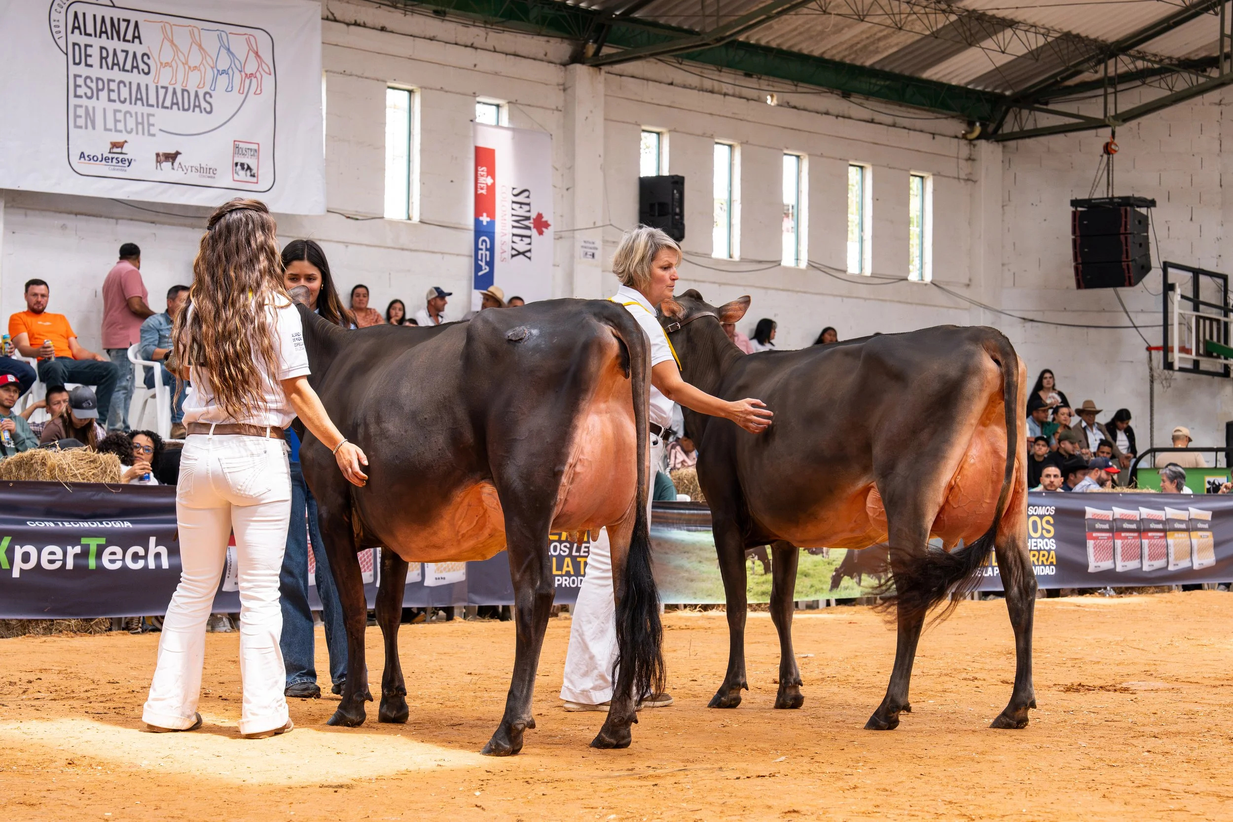 Handlers present dairy cattle at a livestock show beneath a Spanish-language dairy breed banner.