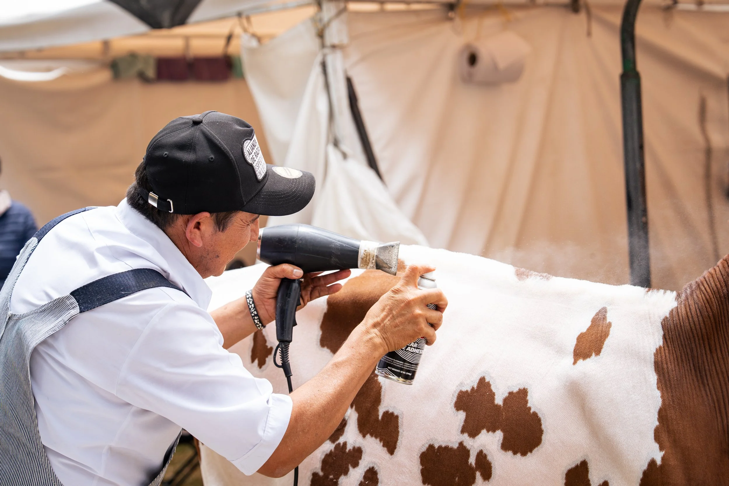 Person using a heat gun and spray paint to create brown spots on a white cow costume