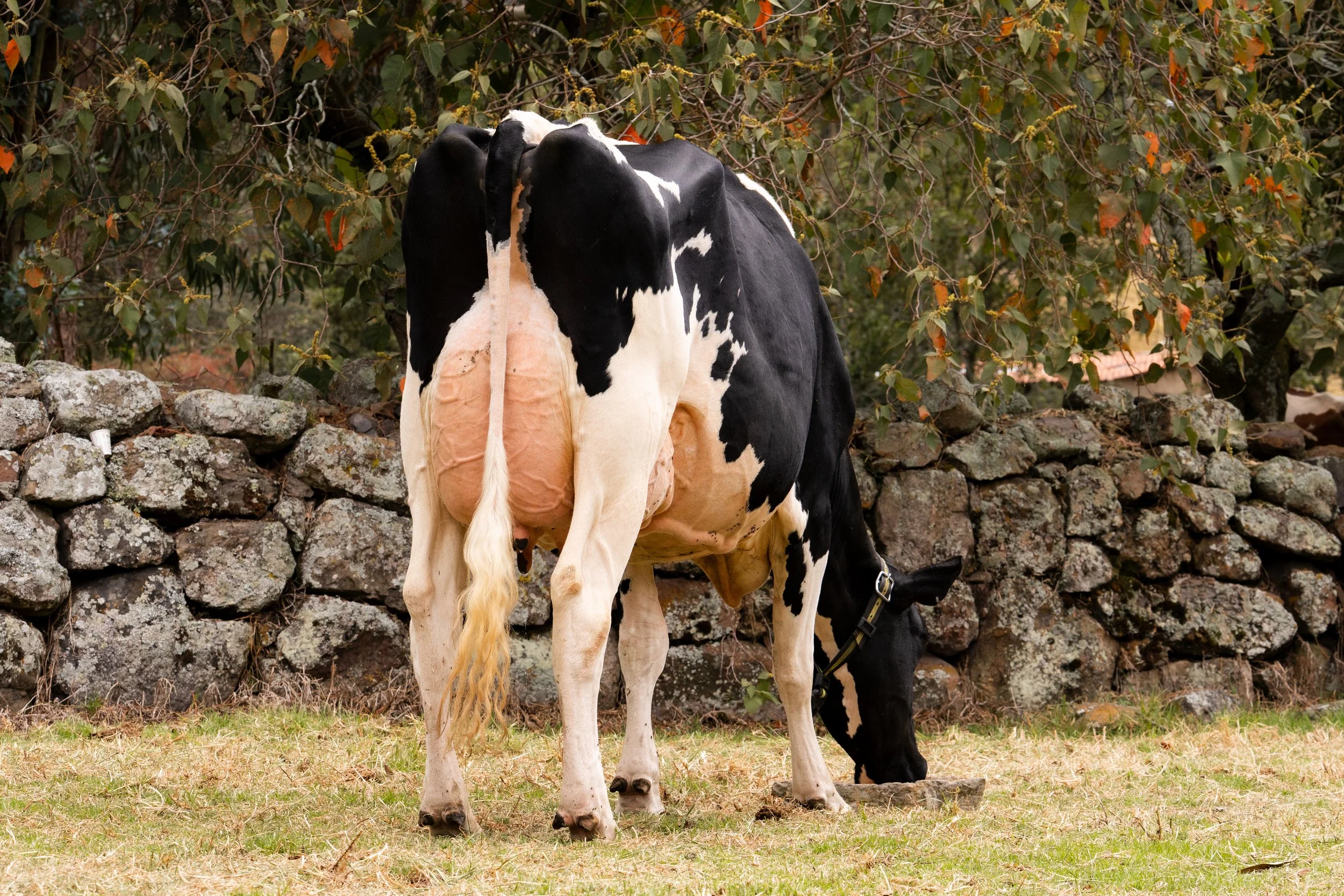 Black-and-white Holstein cow grazing beside a stone wall in a leafy pasture