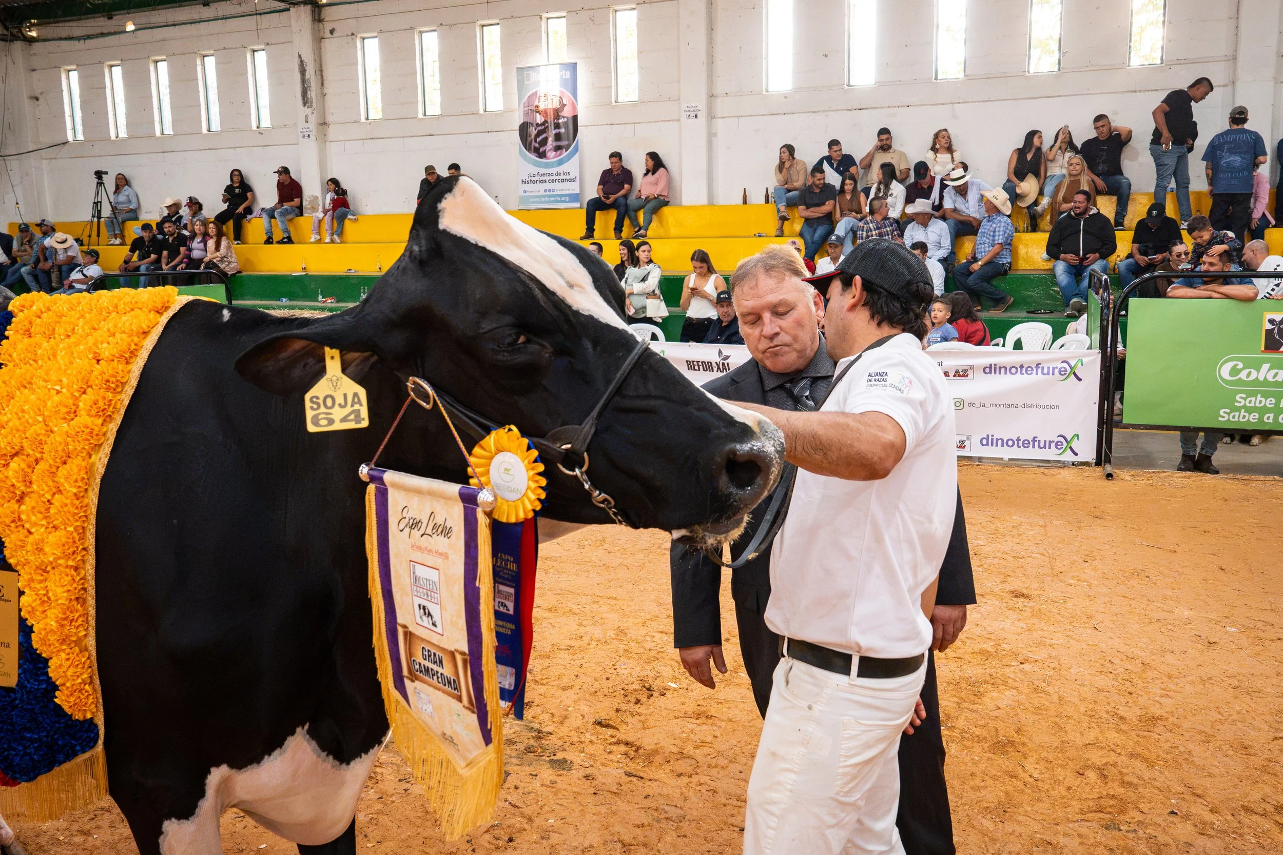 Award-winning black-and-white bull decorated with marigold flowers and championship ribbons at a livestock show, with handlers and spectators in the arena.