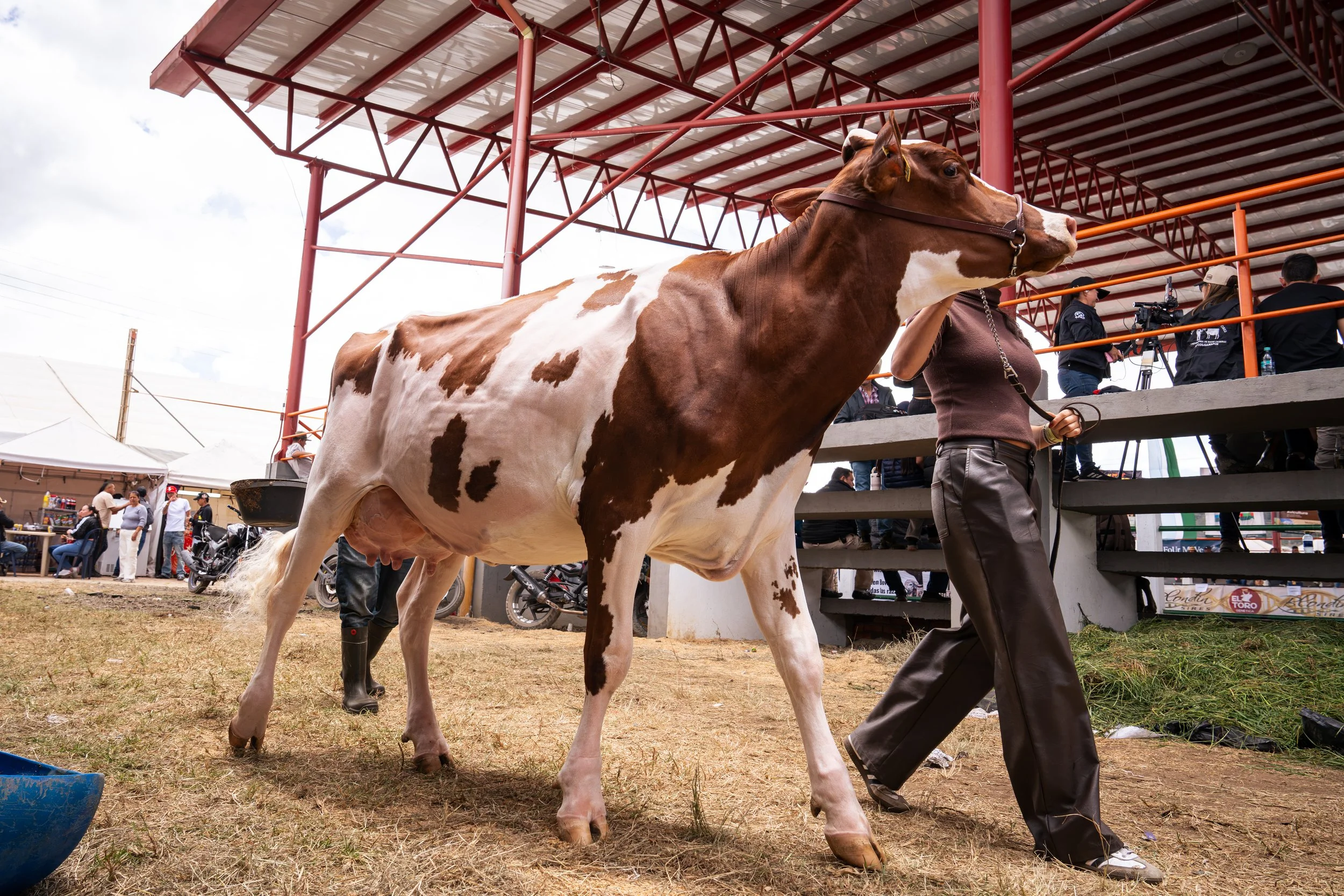 Brown-and-white dairy cow being led through a livestock exhibition ring by a handler.