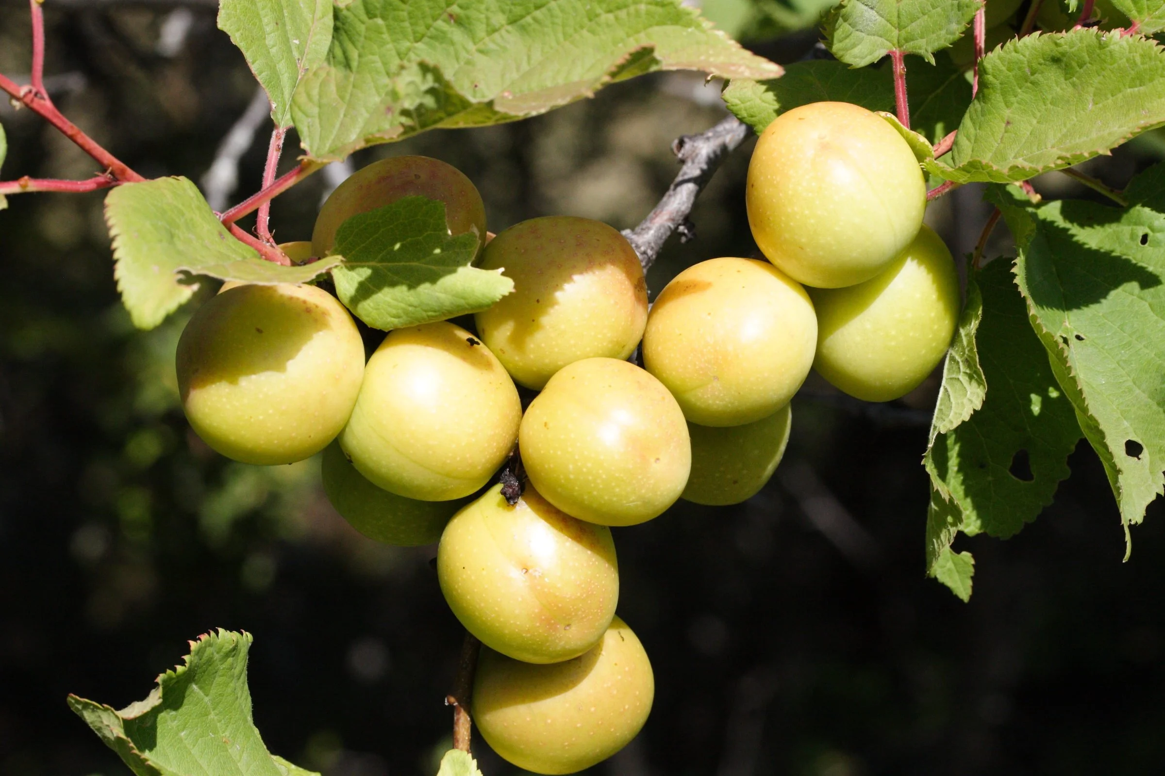 Briançon apricots