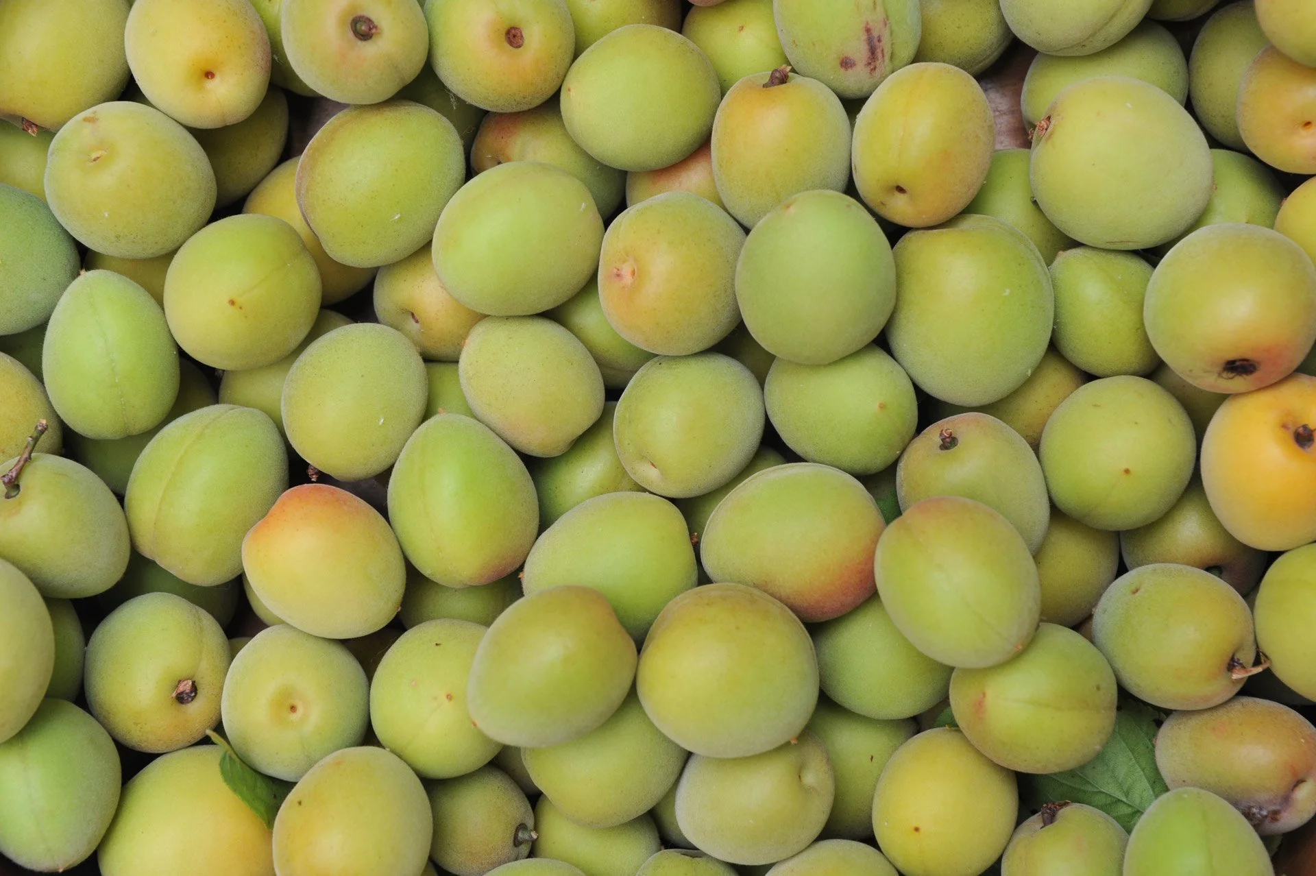 Ume apricot (green)