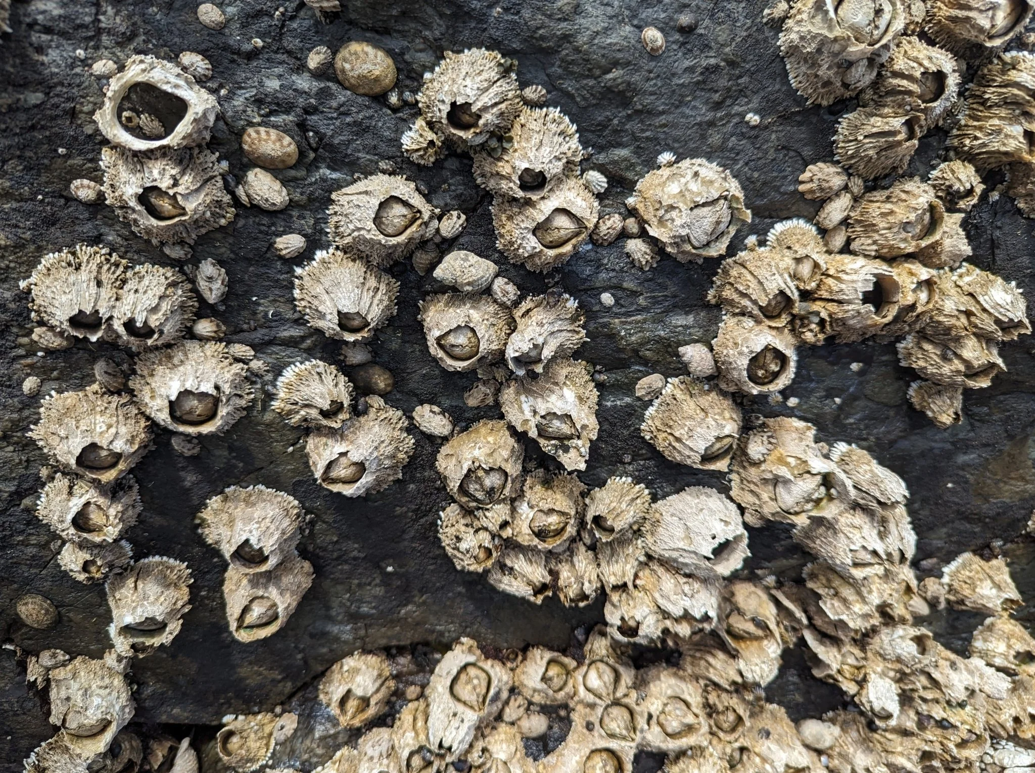 Thatched barnacles (wild)