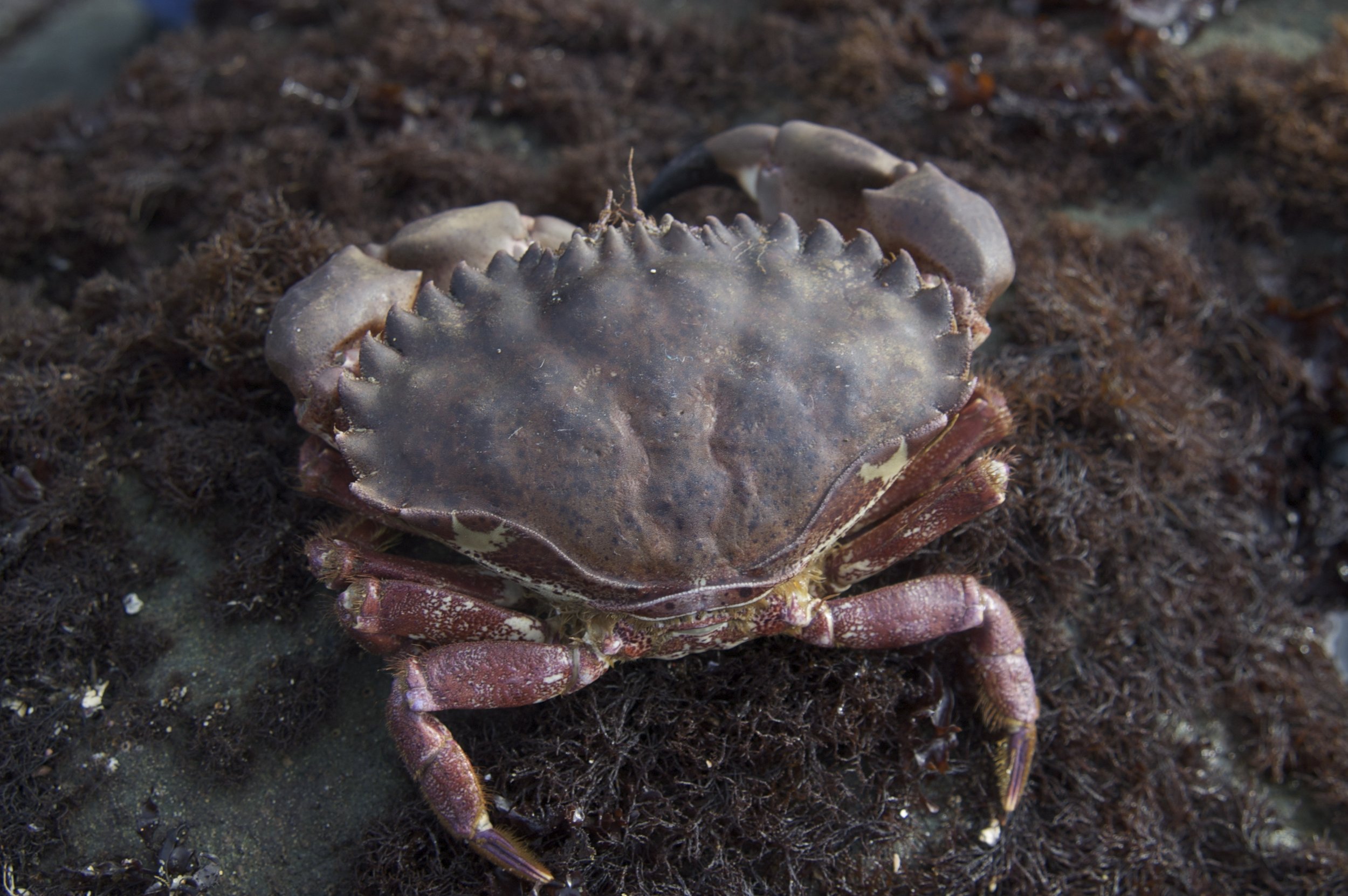 Brown rock crab