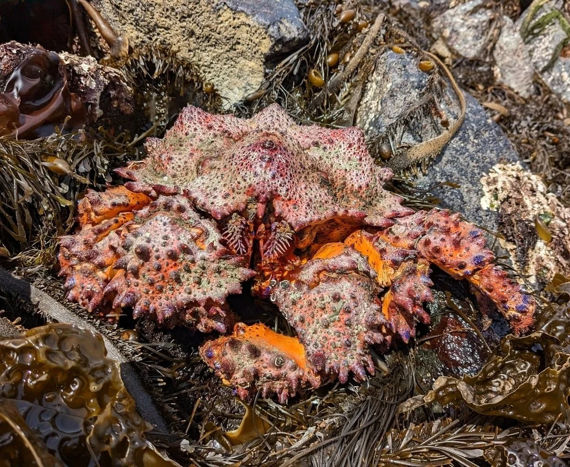 Puget Sound king crab