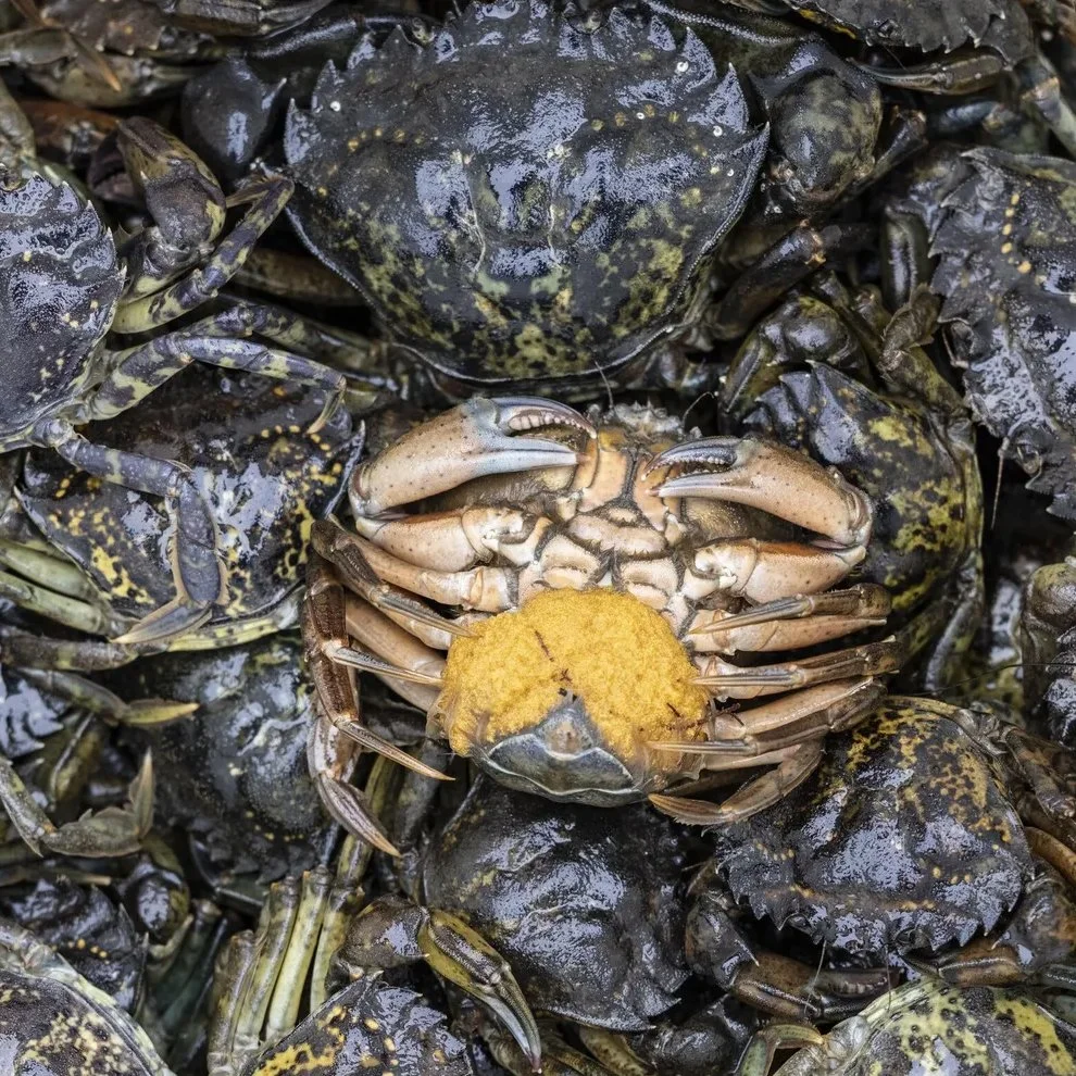 Green crab (with roe)
