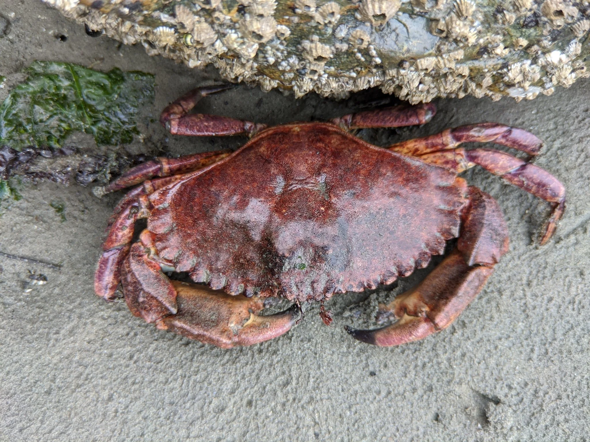 Red rock crab