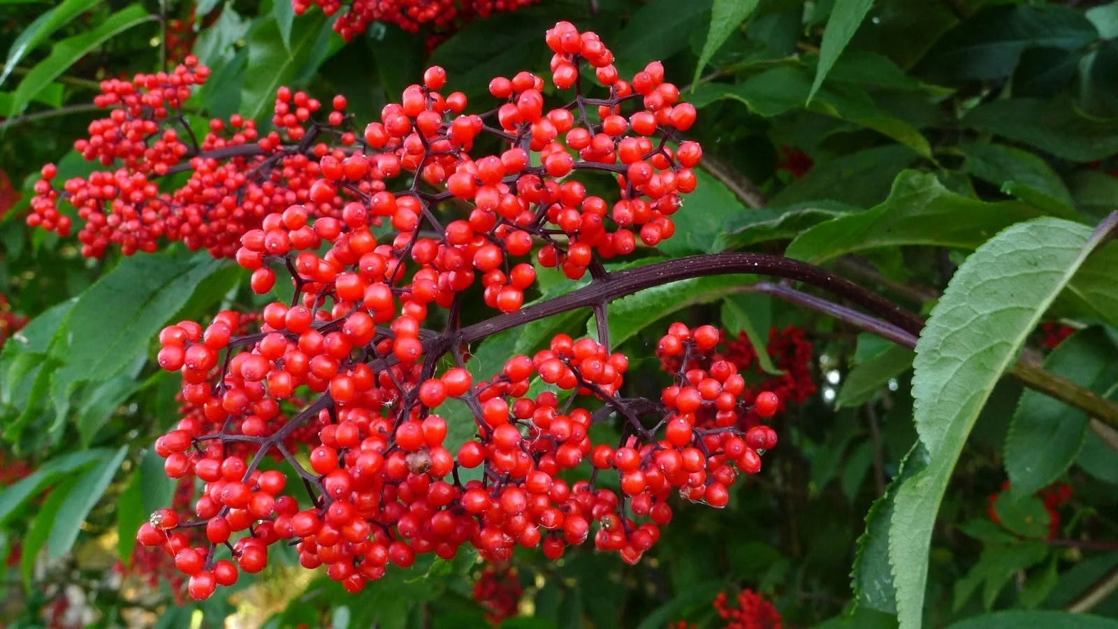 Red elderberries