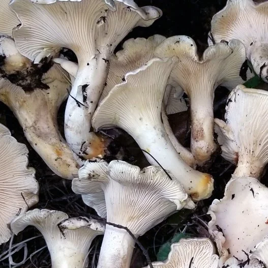 White chanterelles