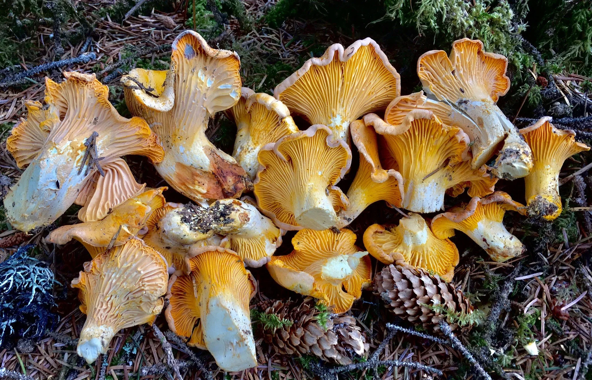 Rainbow chanterelles