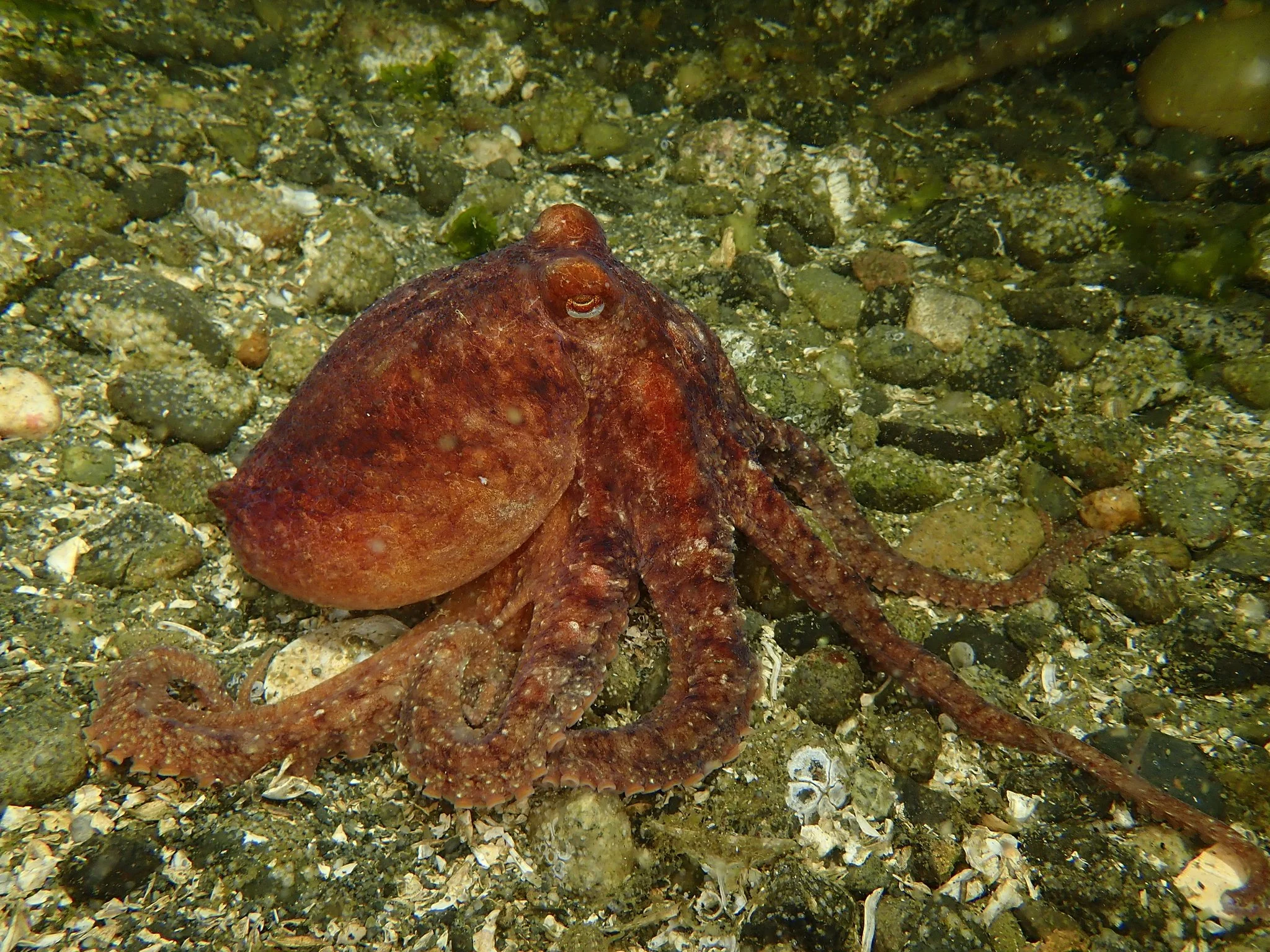 Ruby octopus