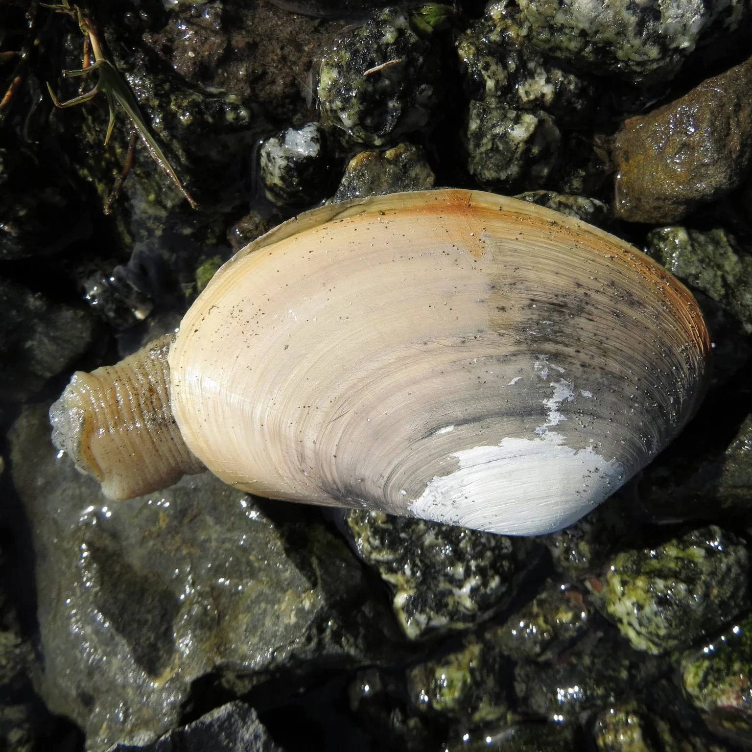 Pacific gaper clam