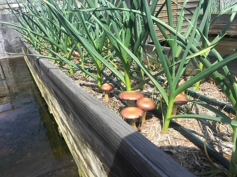 winecapmushroomsURBAN.jpg
