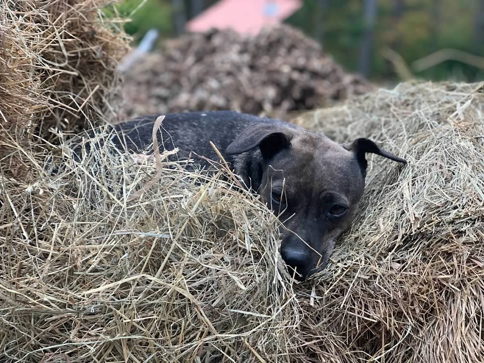 BeanStrawbale.jpg
