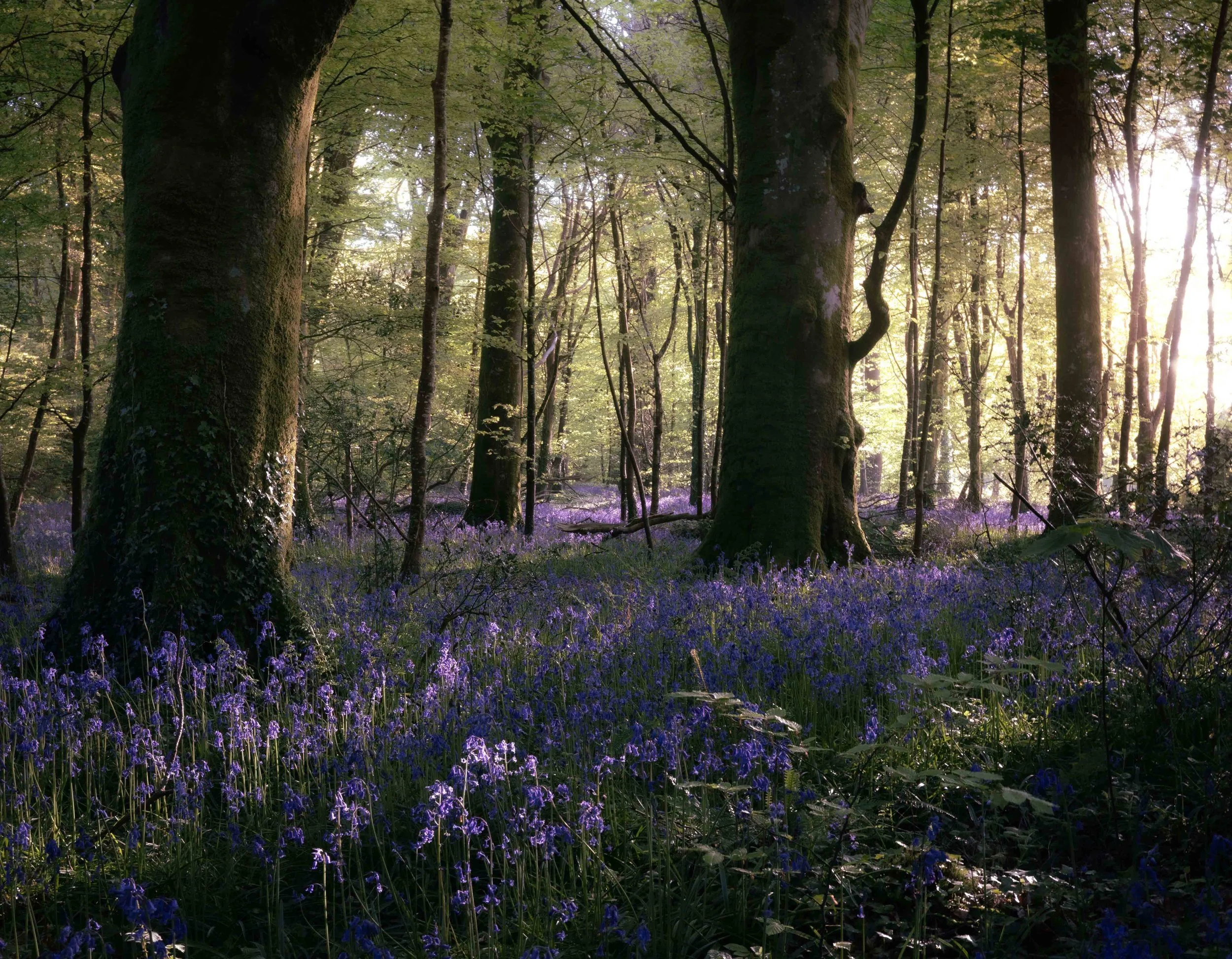 Bluebells Cornwall Spring .jpg