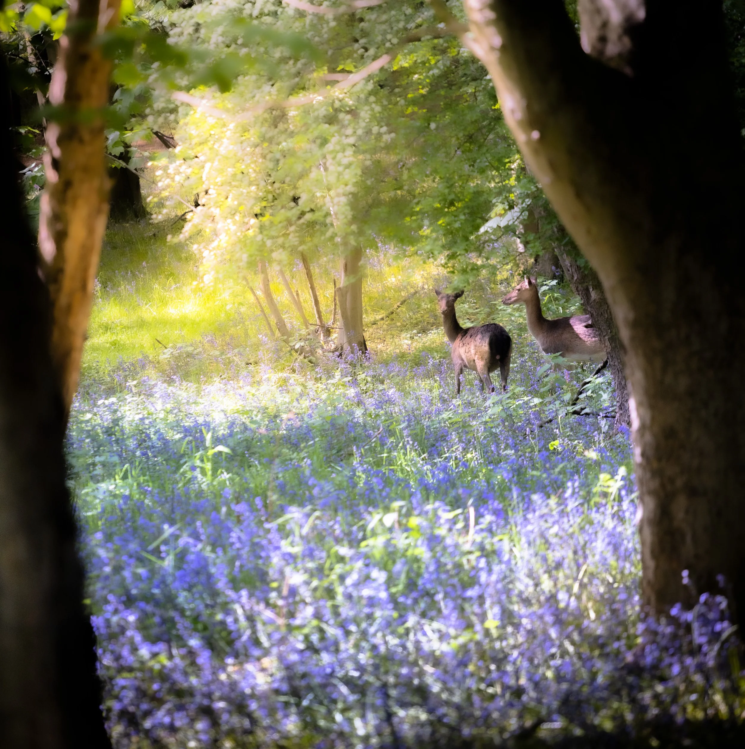 Brentwood Weald Park Deer 