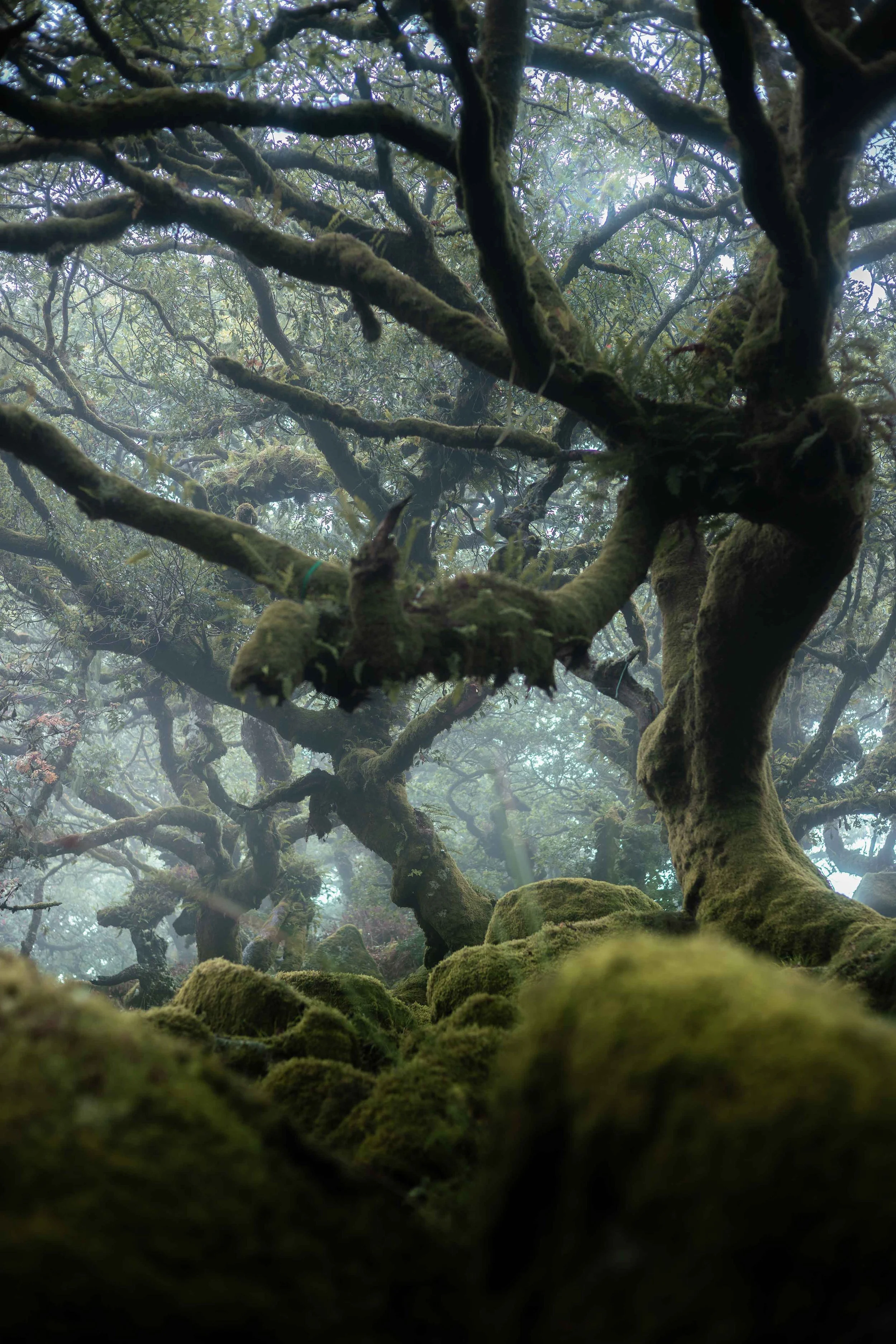 Dartmoor Rain Forest 