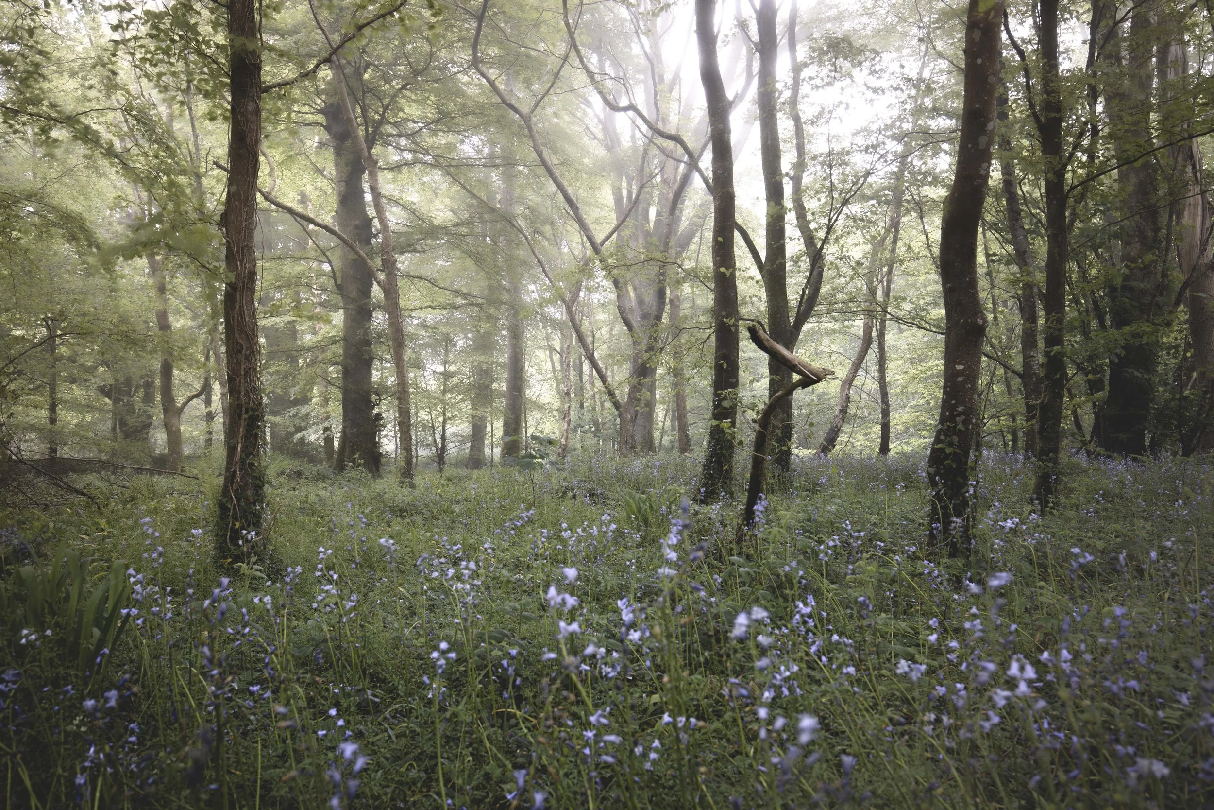 Lanhydrock Woods Cornwall 