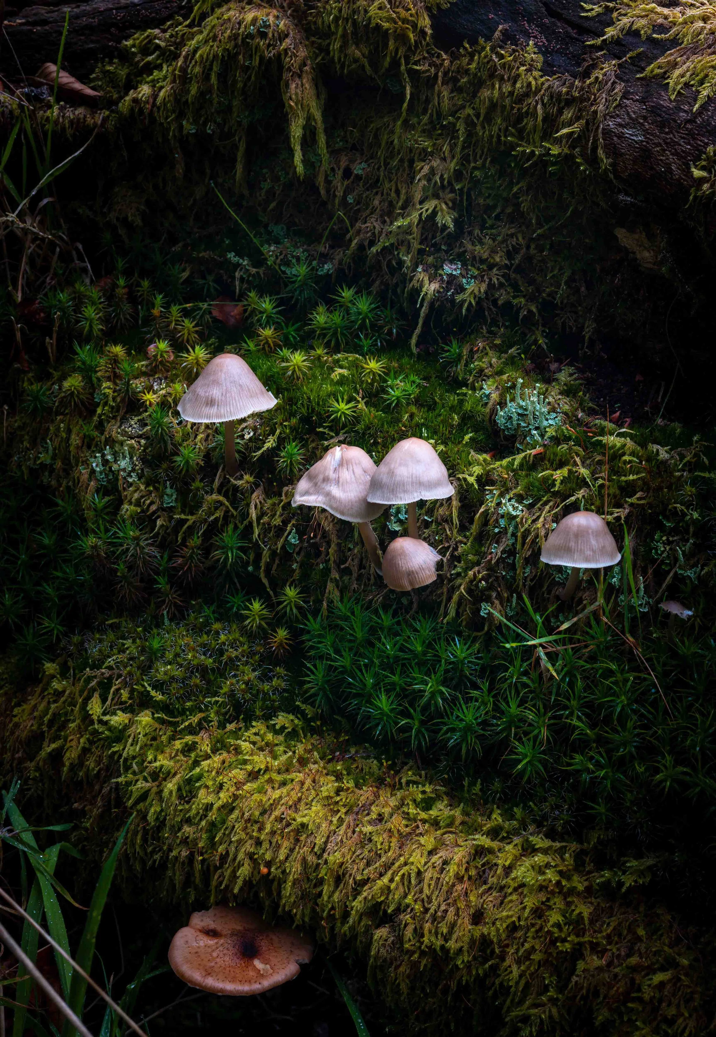 Fungi 16