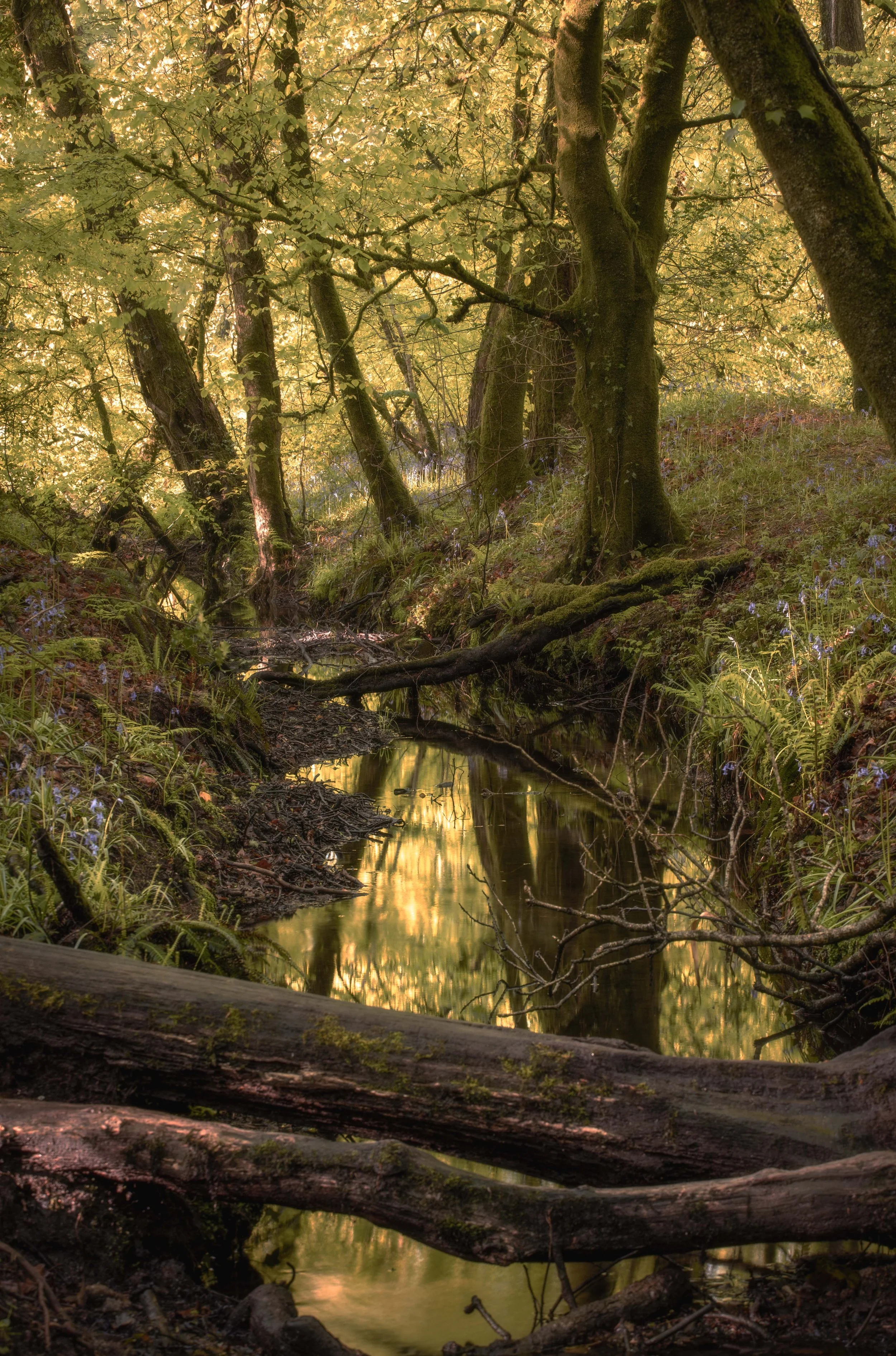 Golitha Woods Cornwall 