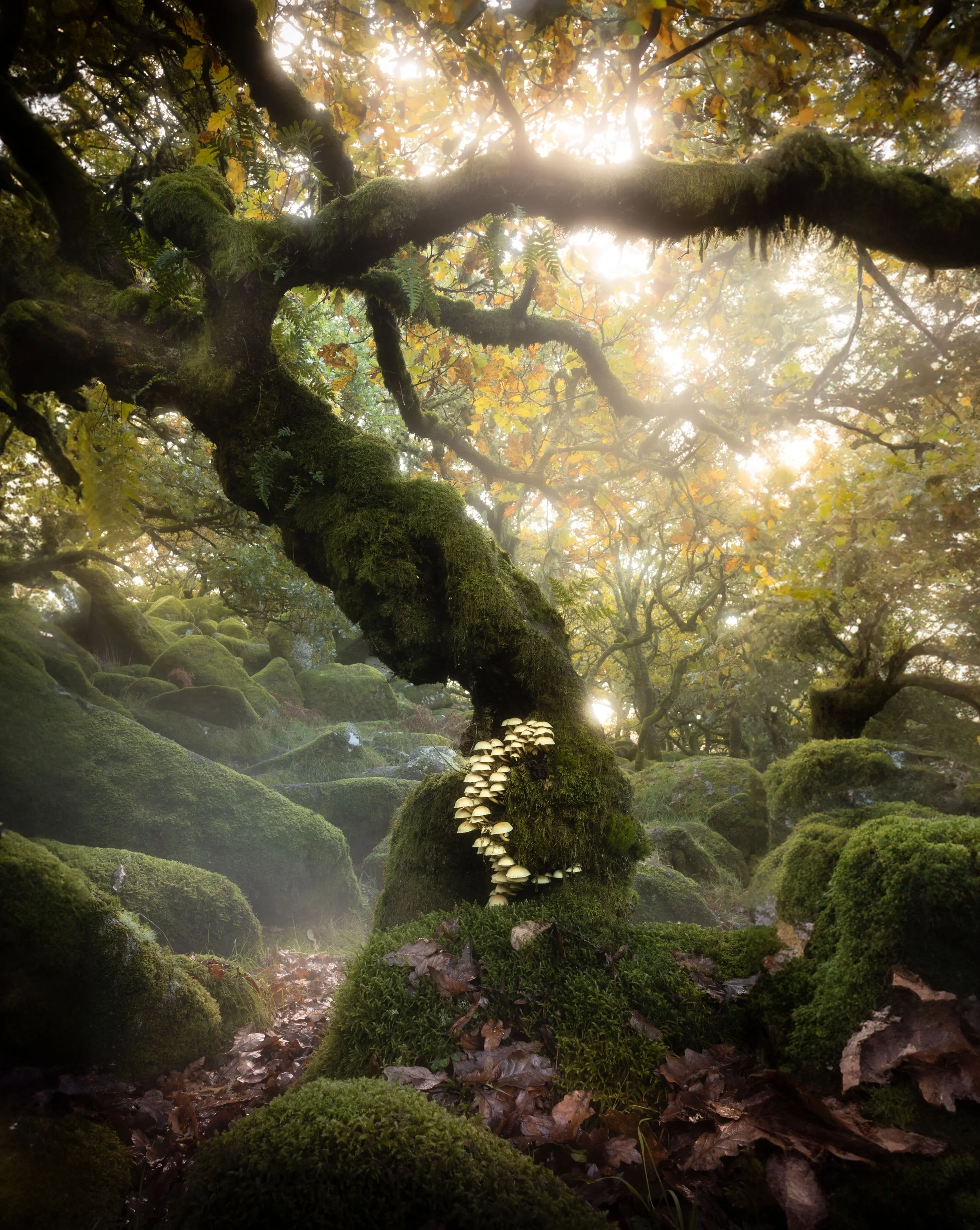 The Dartmoor Mushroom Tree 