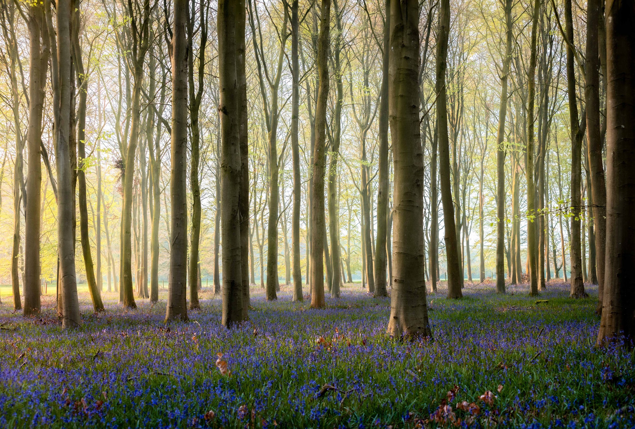 Cotswold Bluebells 