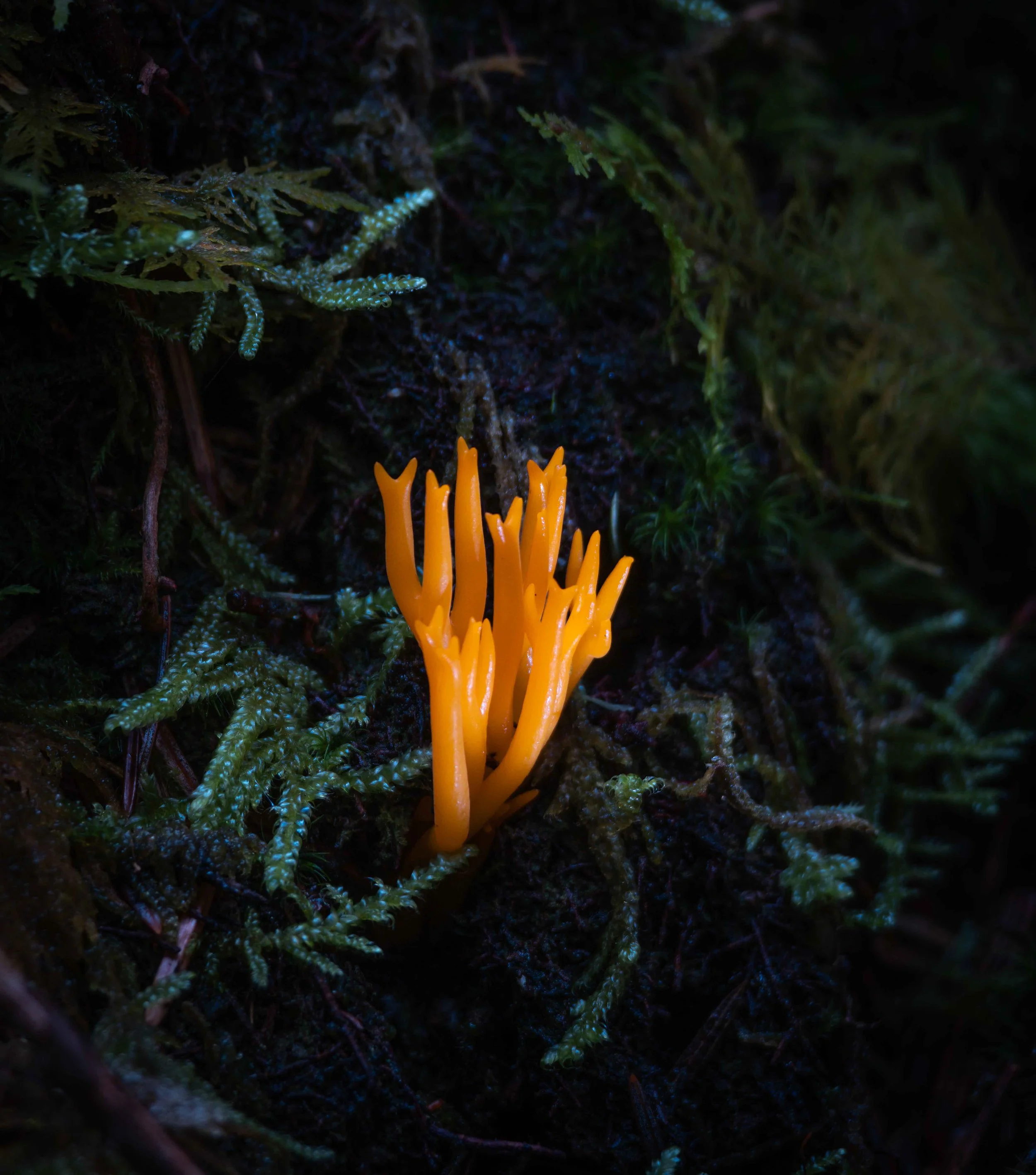 7V0A0941-4.jpg