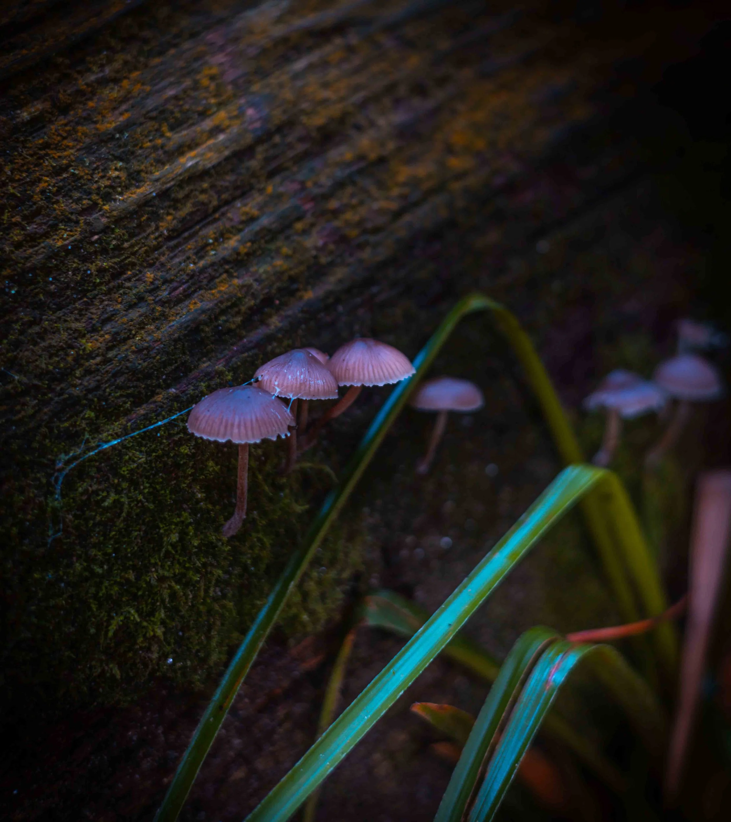 Fungi 05