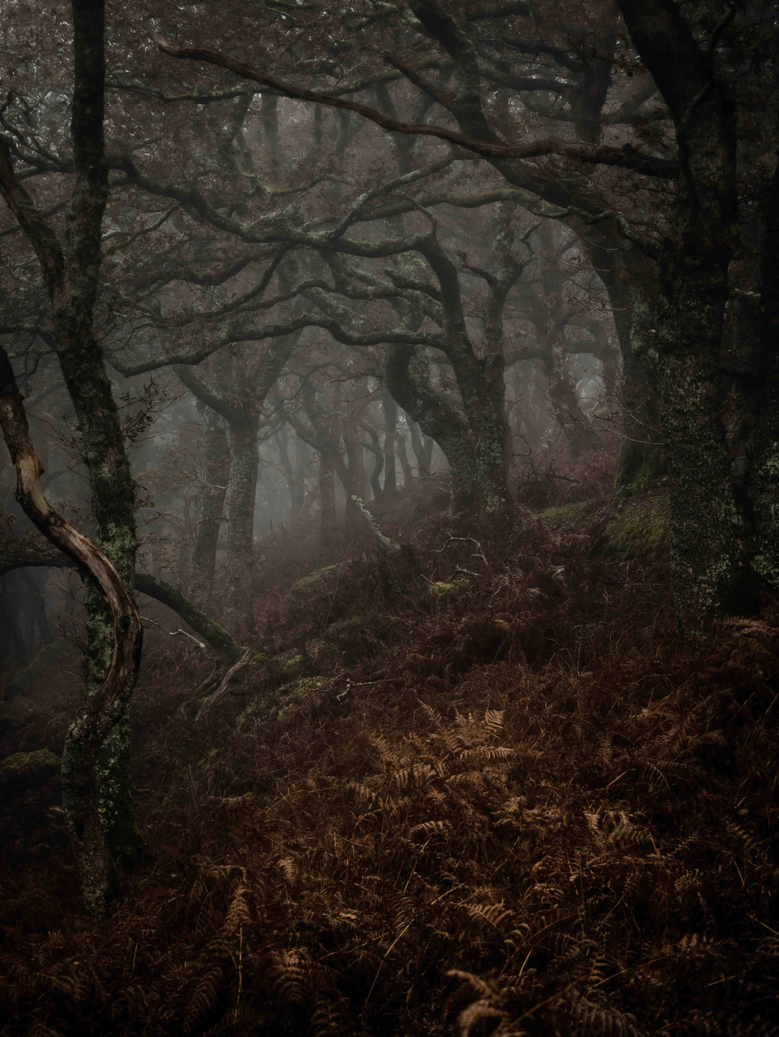 Dewerstone Rock Devon 