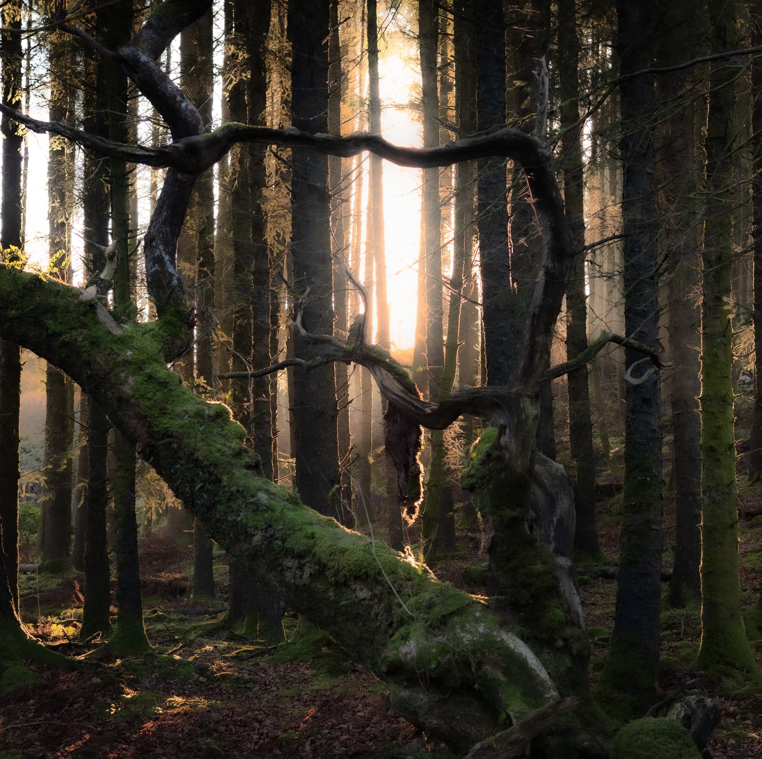 Ark of The Covenant Bodmin Moor