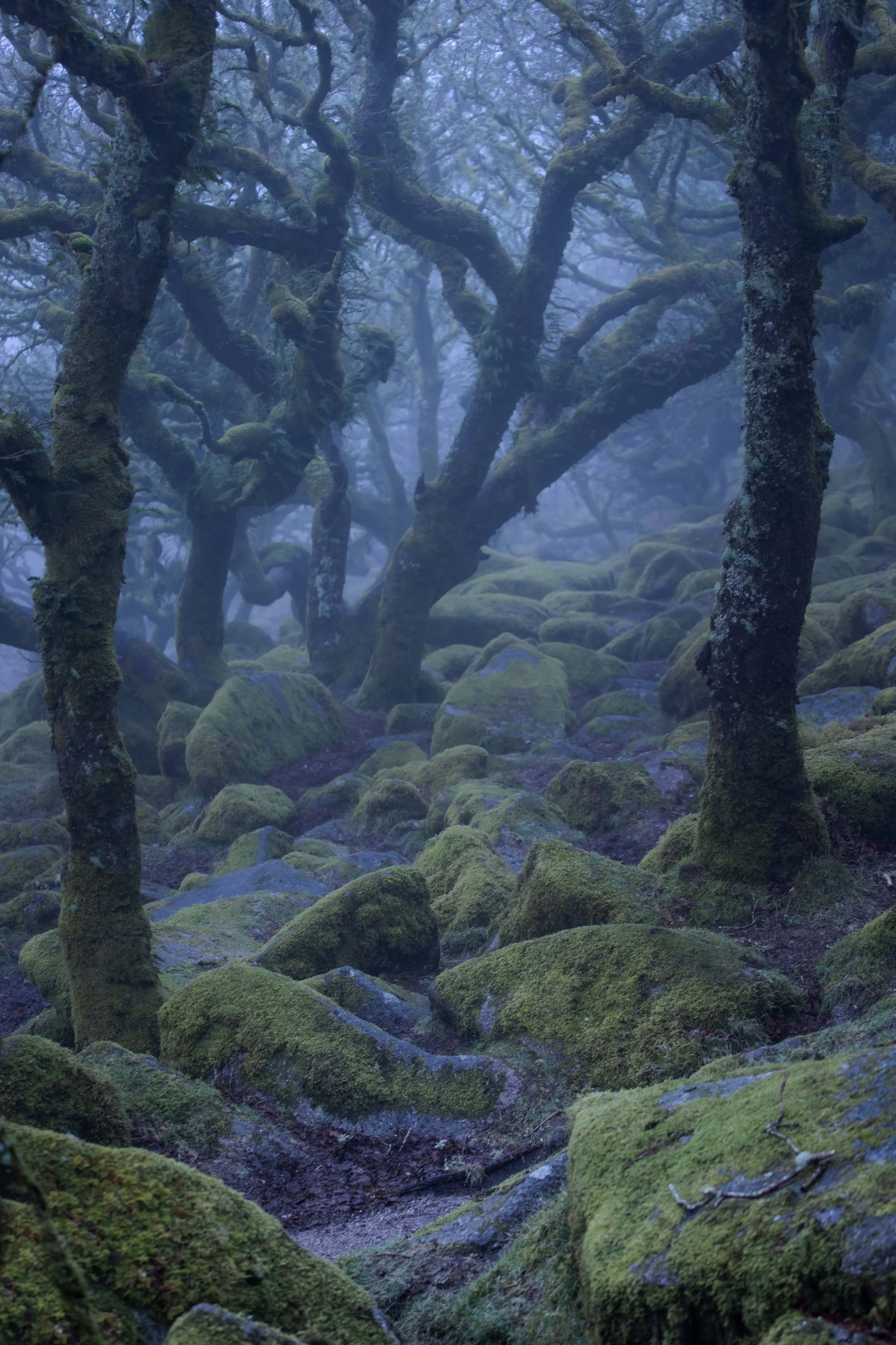 Wistman's Wood Devon 