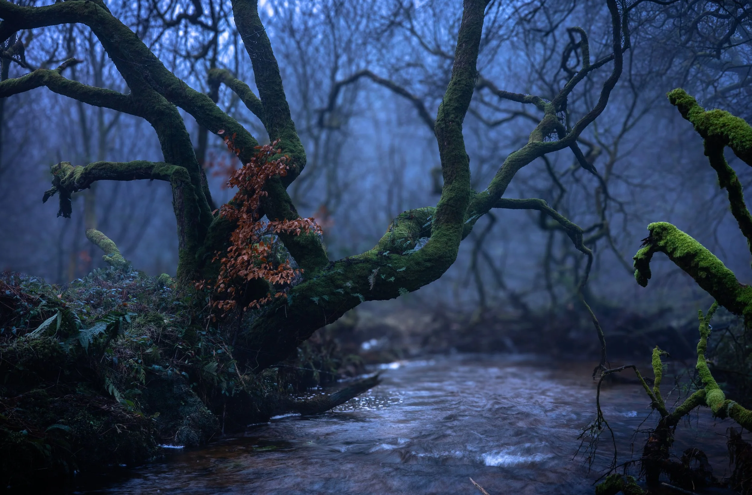 Spine Tree Bodmin Moor