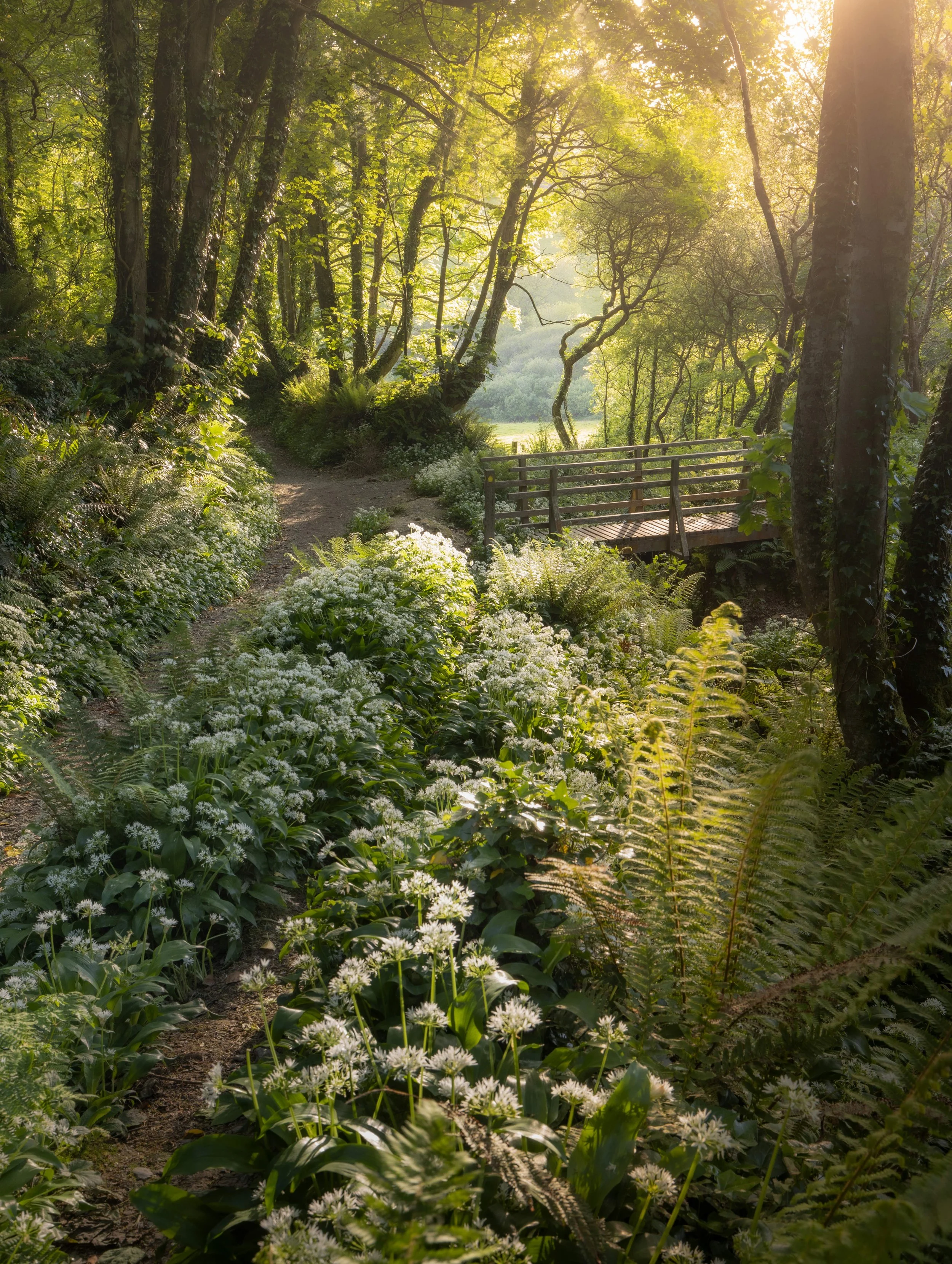 lansallos Garlic Woods Cornwall